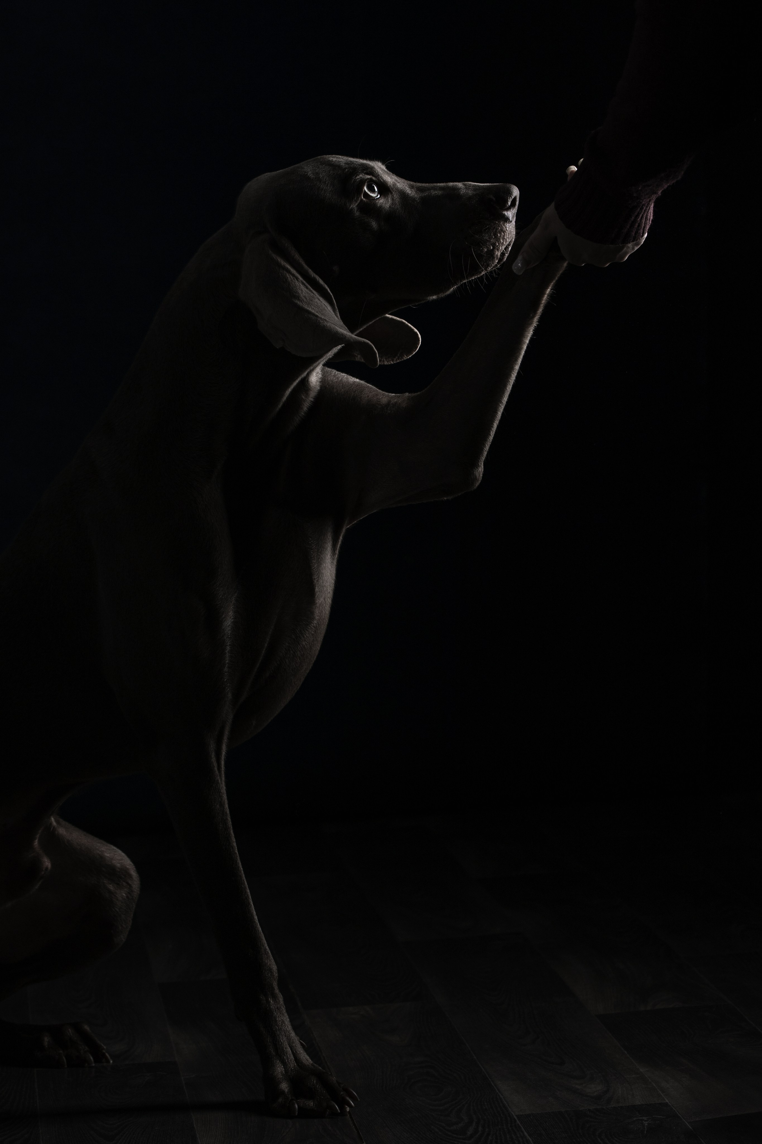 Студийная съемка веймаранера. Фотограф-анималист Юлия Зубкова