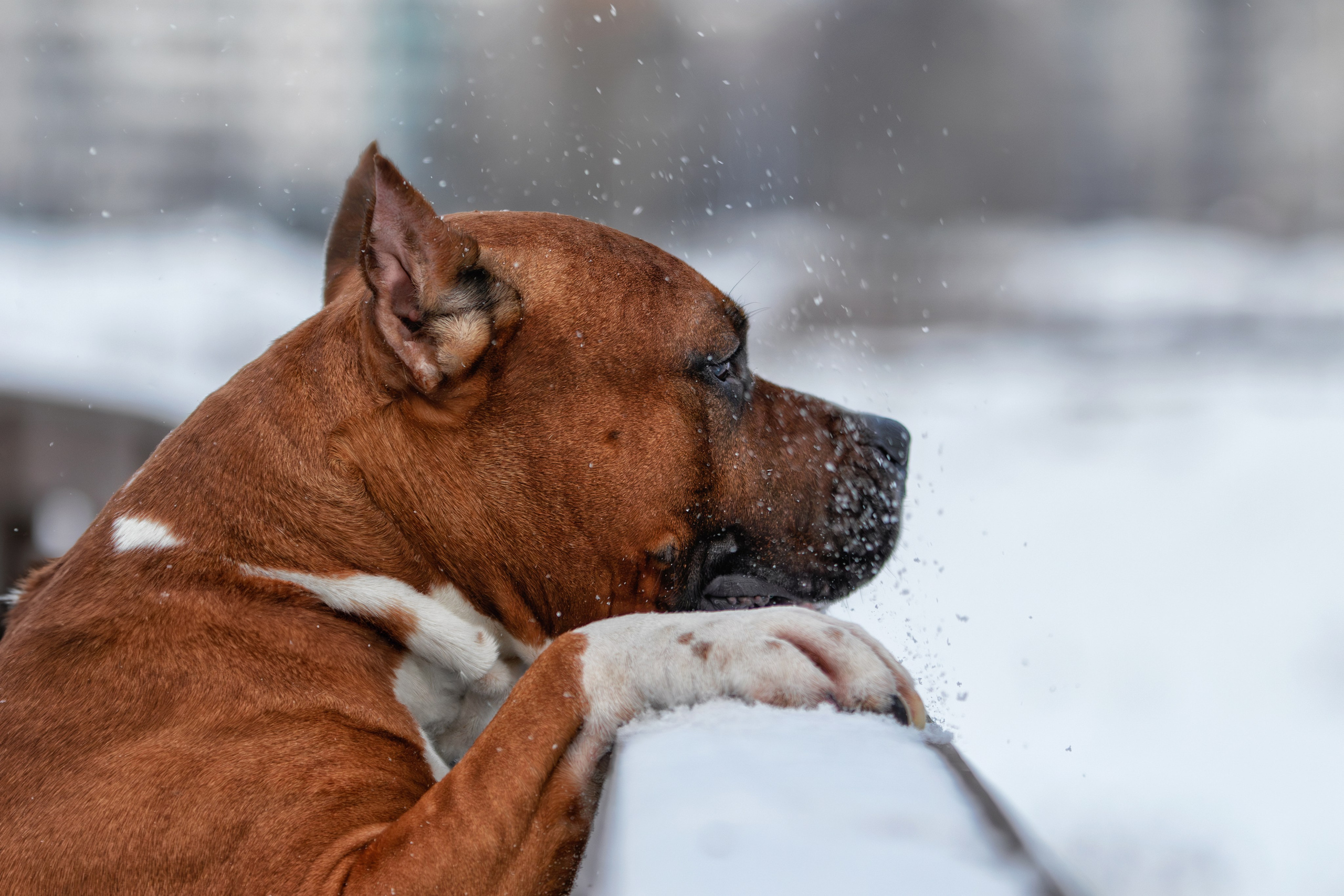 Фотограф-анималист Юлия Зубкова