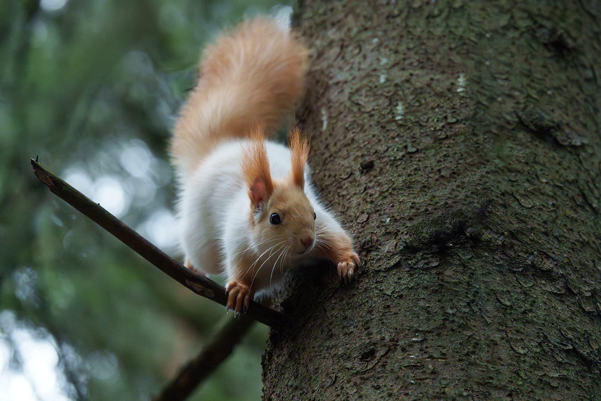 Животные. Ваш личный фотограф Марина Волкова