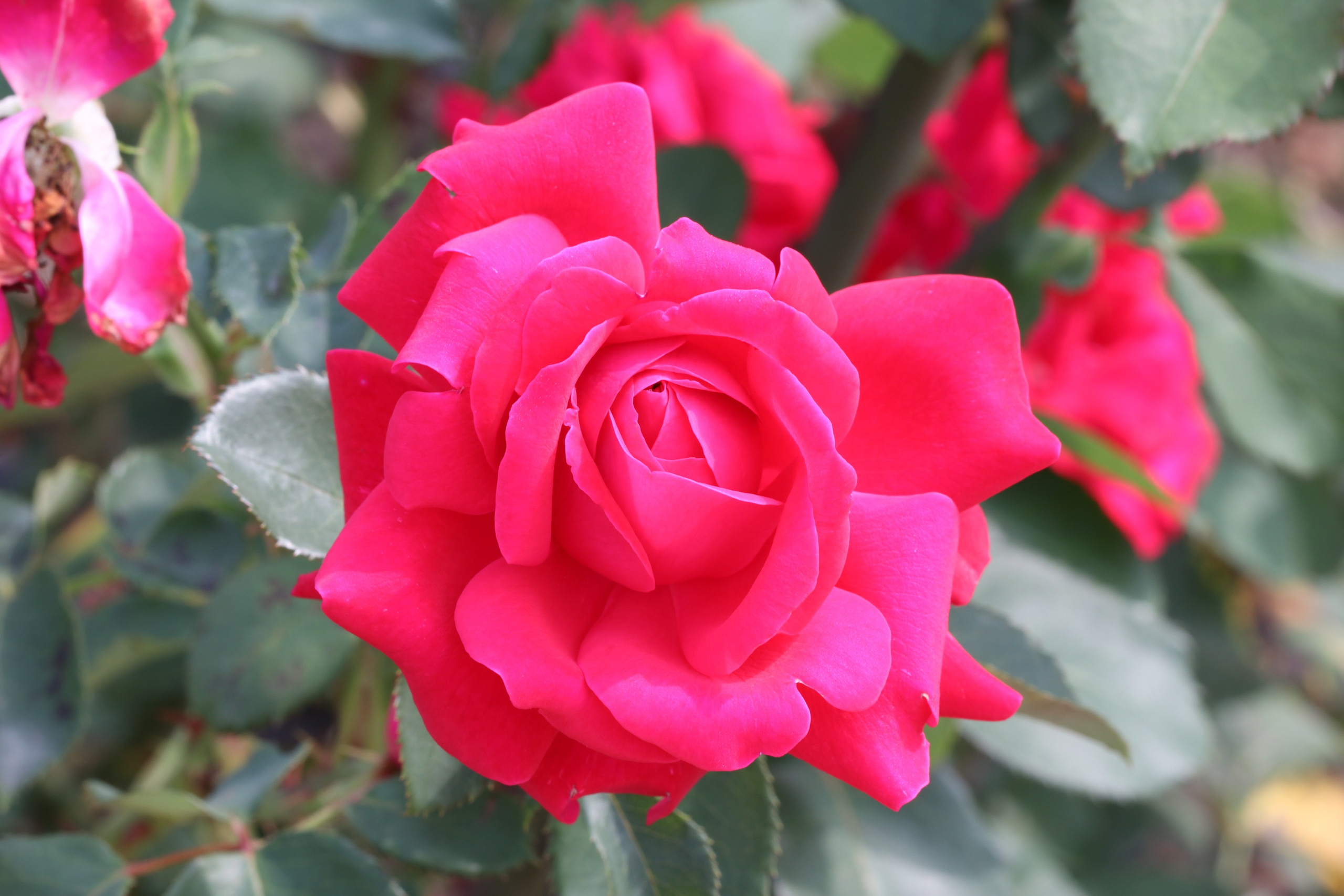 Долина роз в Кисловодске. Фото-художник и Репортажный фотограф Николаев Александр Алексеевич