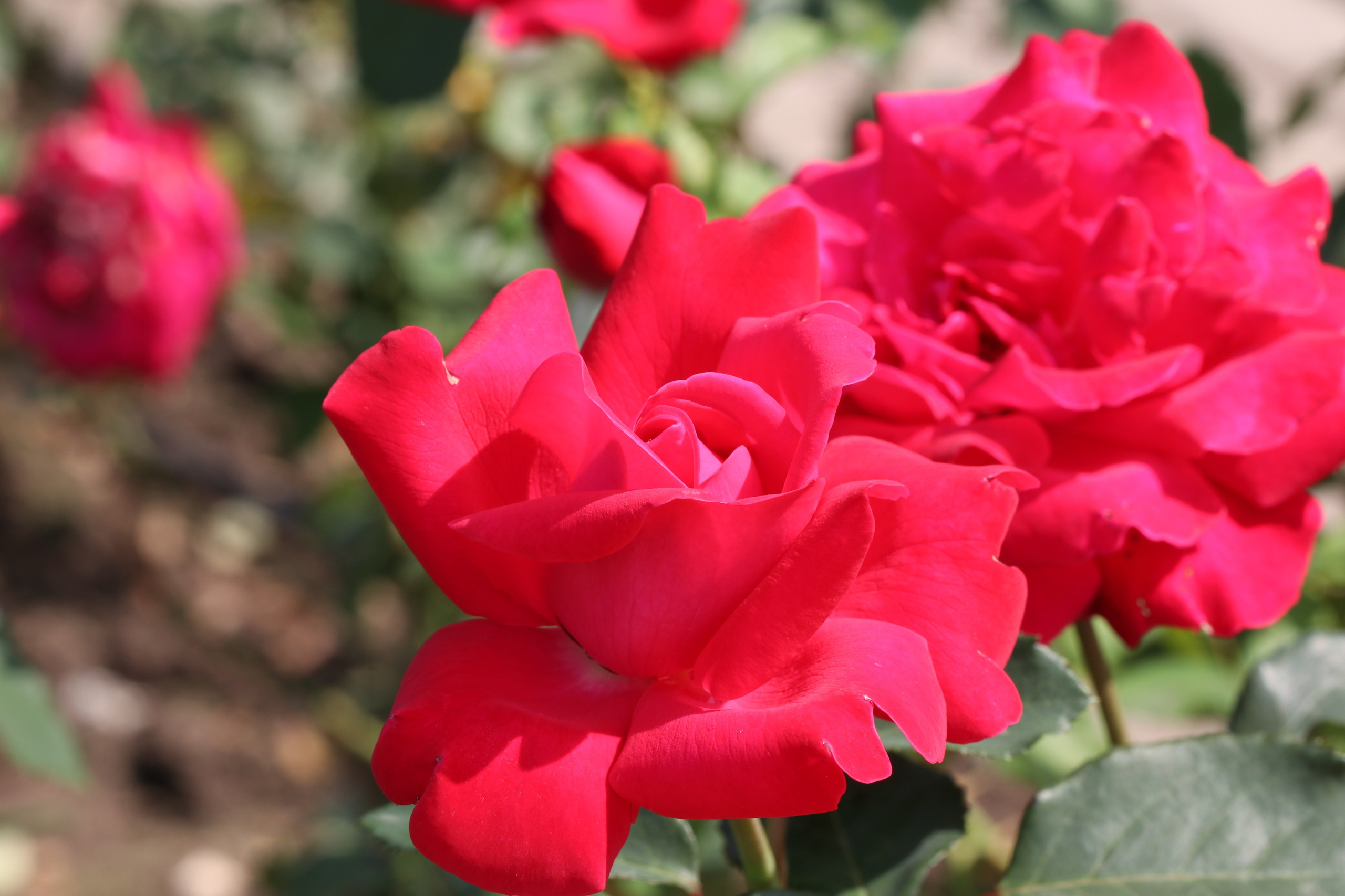 Долина роз в Кисловодске. Фото-художник и Репортажный фотограф Николаев Александр Алексеевич