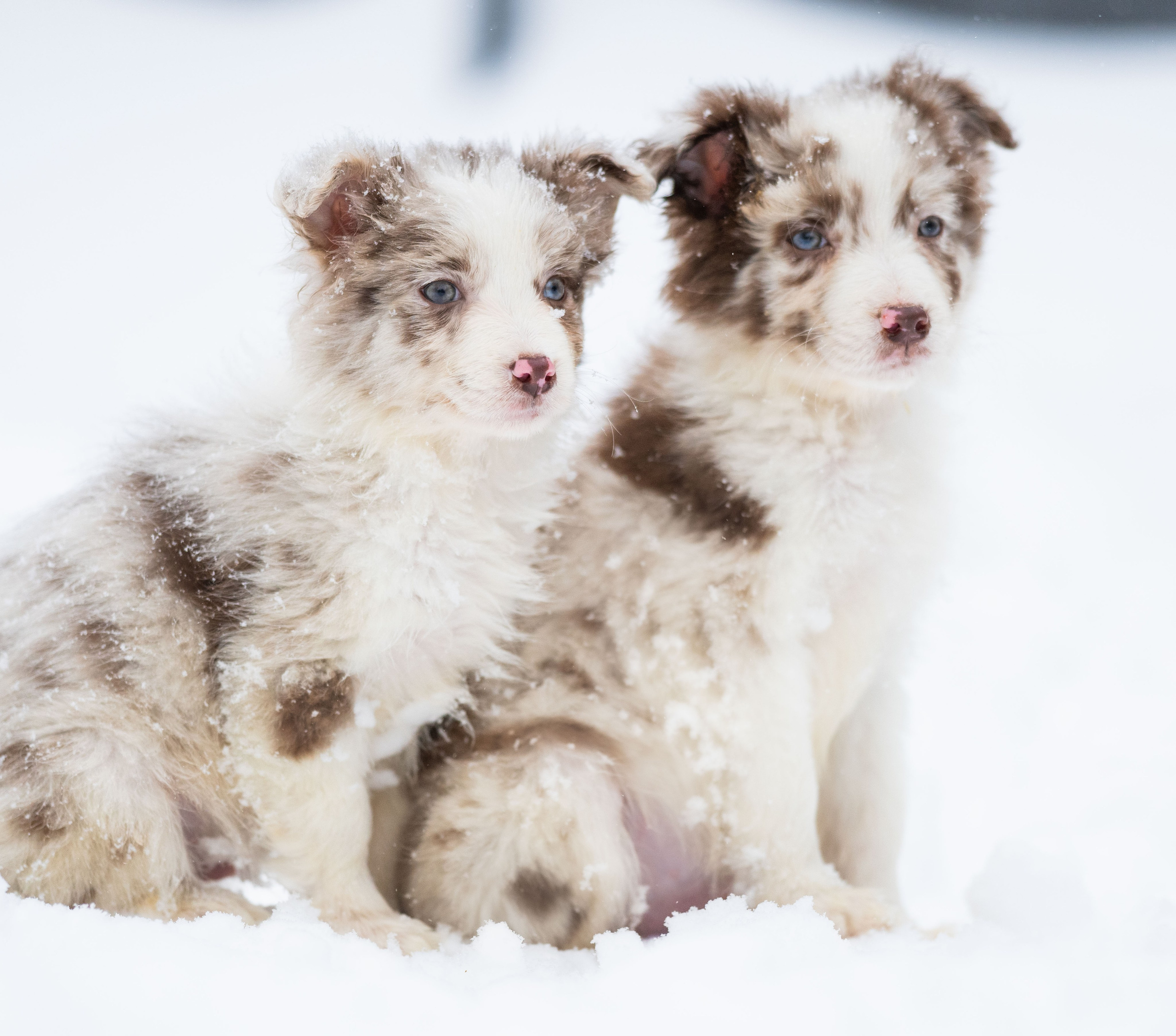 Фритсвит. Семейный фотограф Ефремова Виктория