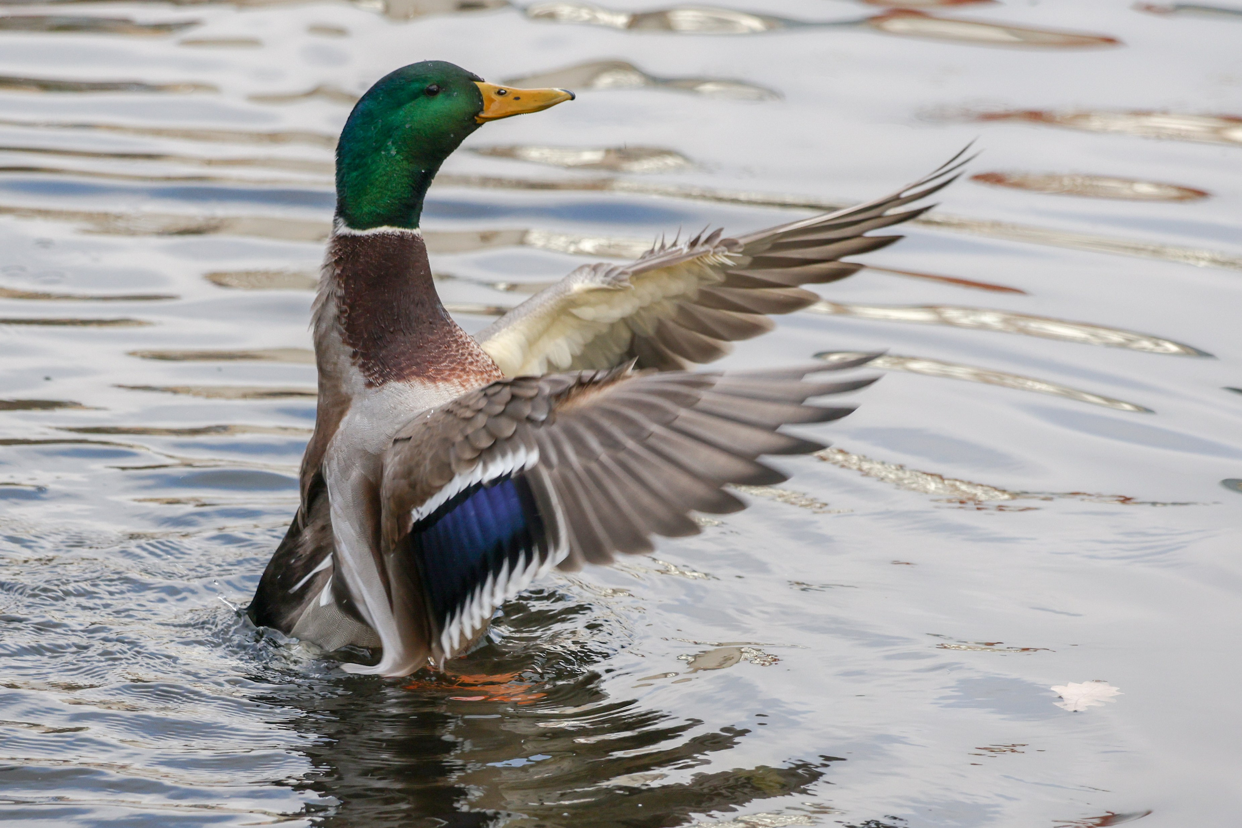 В мире животных. Фотограф Дмитрий Алексеев