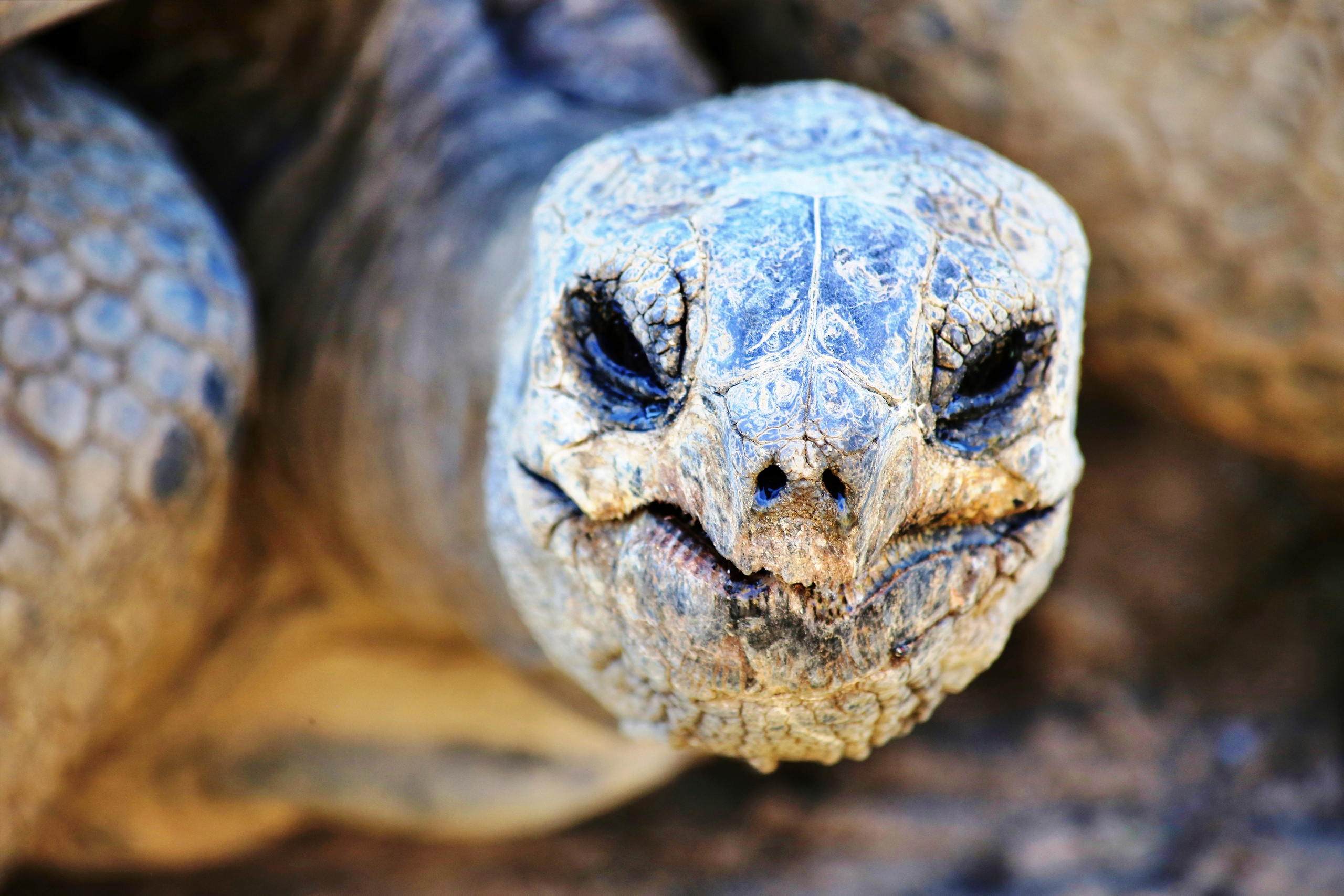 В мире животных. Фотограф Дмитрий Алексеев