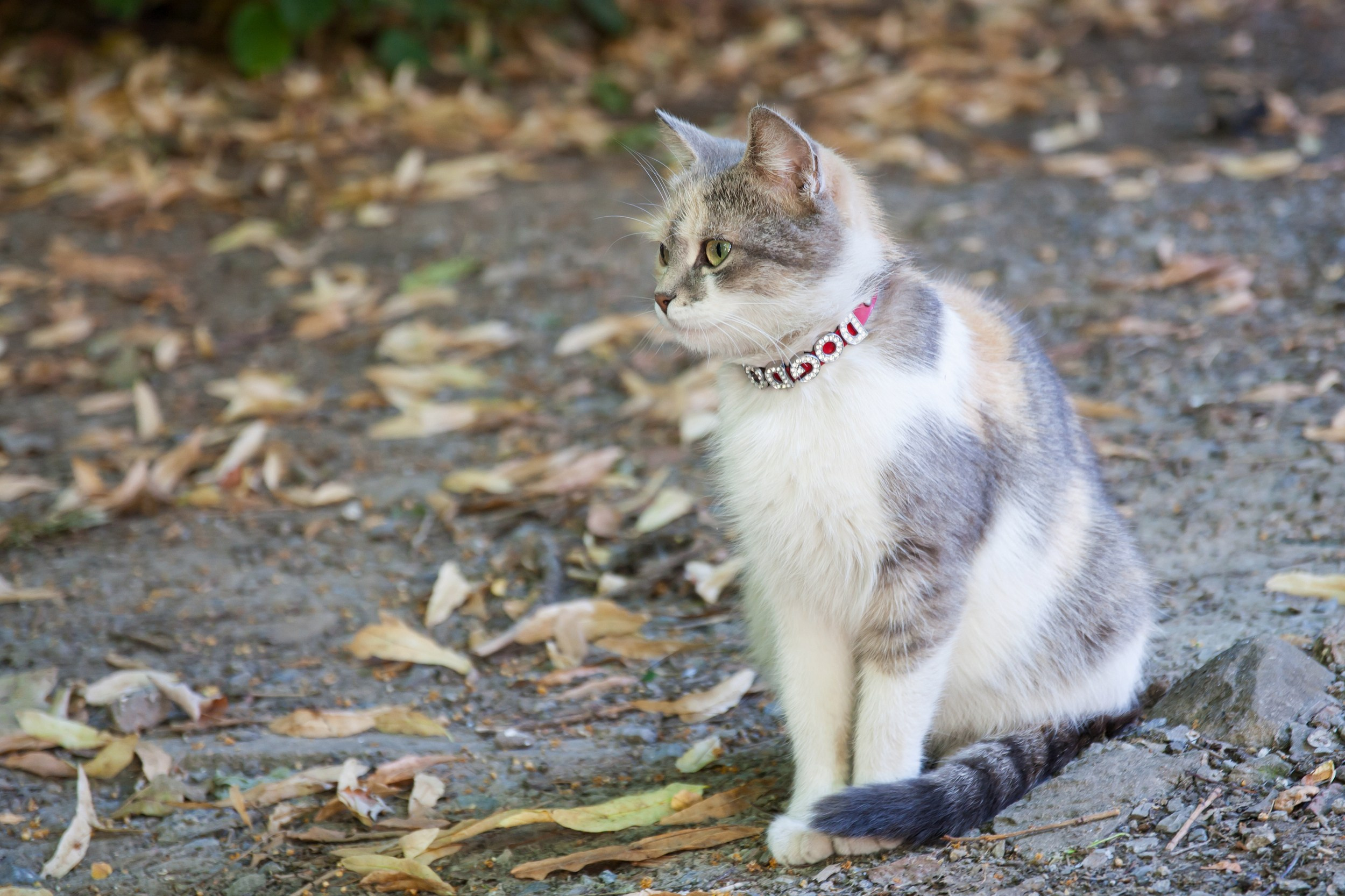 Профессиональная фотосъёмка домашних животных в Донецке, Макеевке. Фотограф Татаринов Андрей (Донецк / Макеевка)