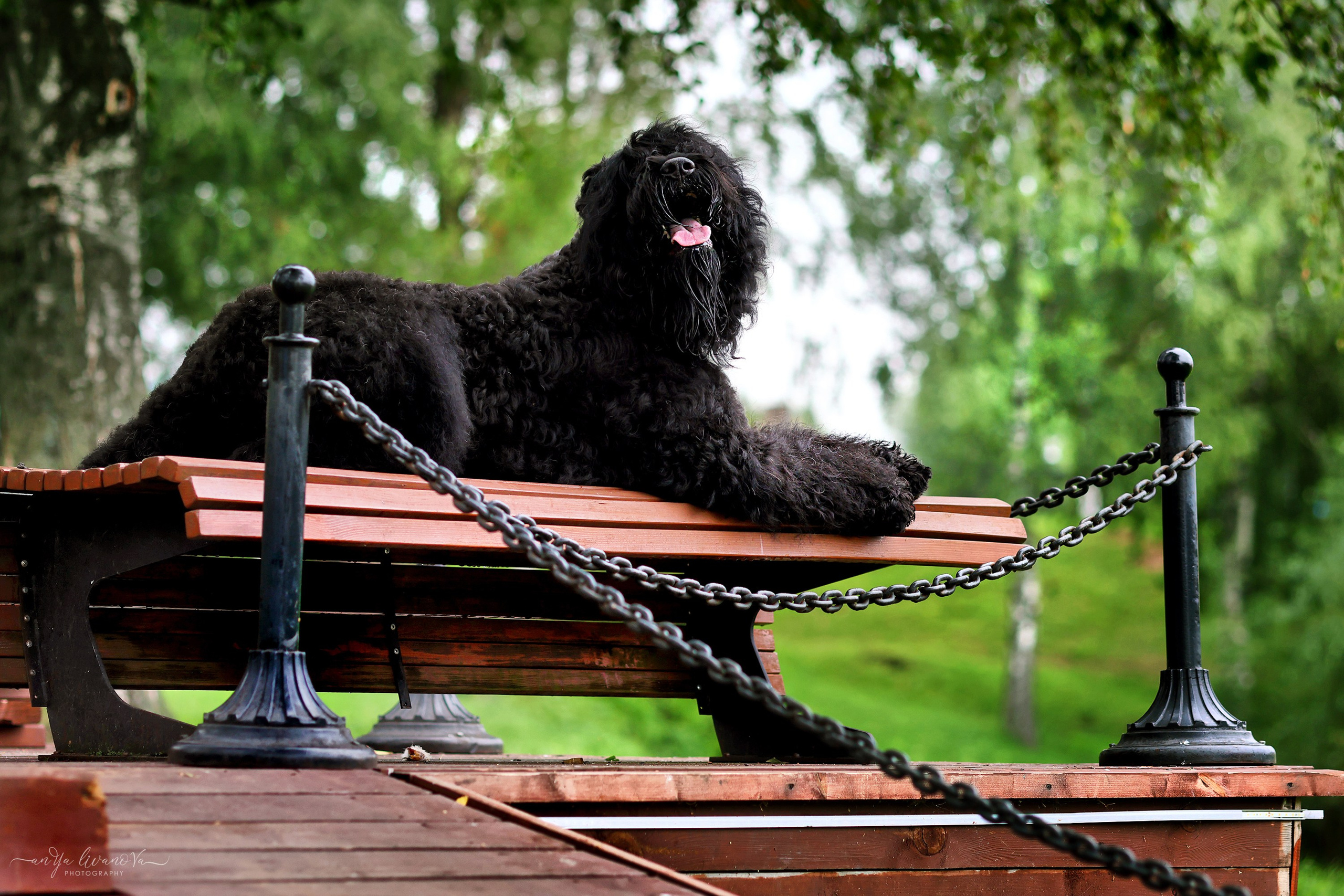 РЧТ. Фотограф анималист Аня Ливанова | Рыбинск