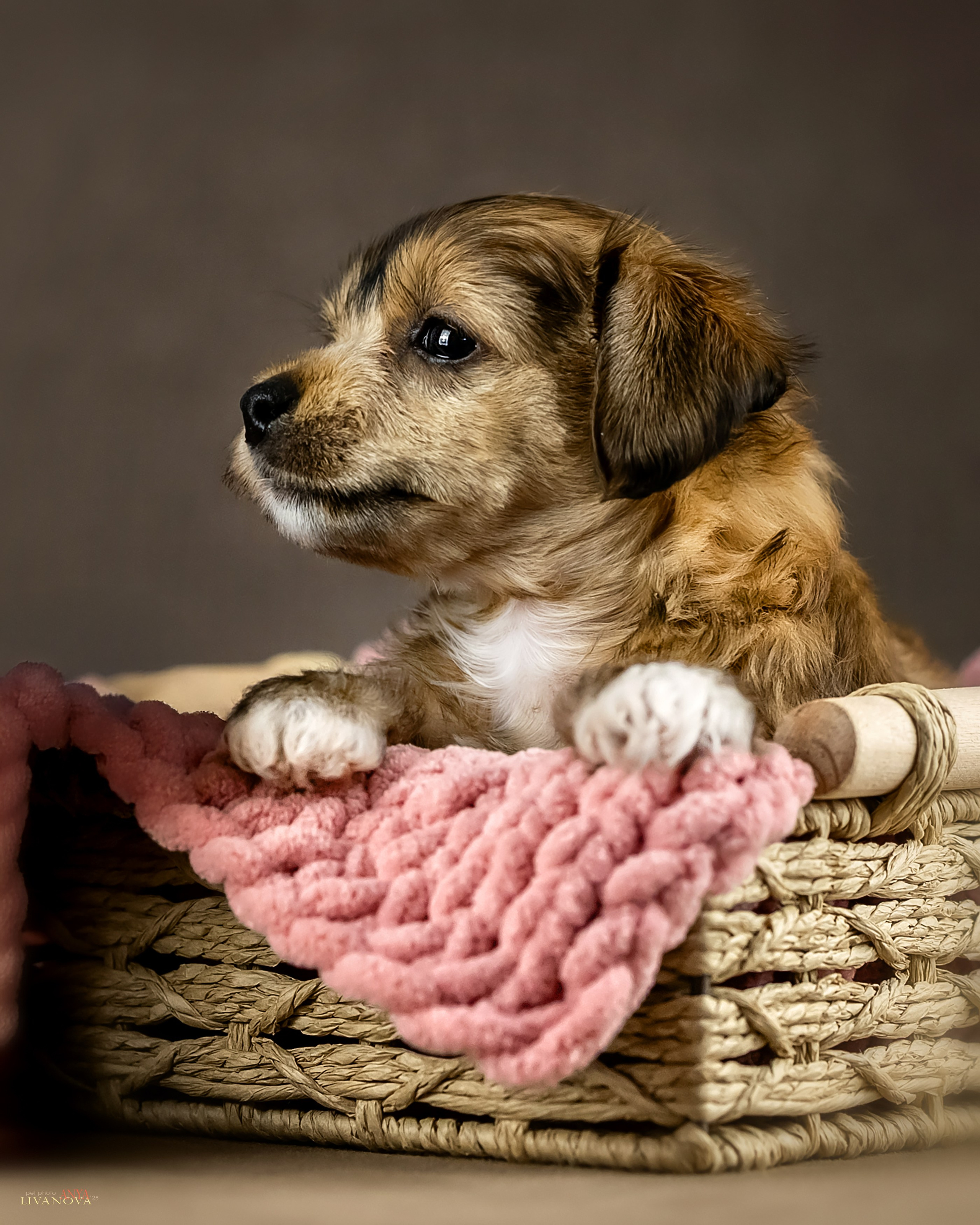 КХС. Фотограф анималист Аня Ливанова | Рыбинск