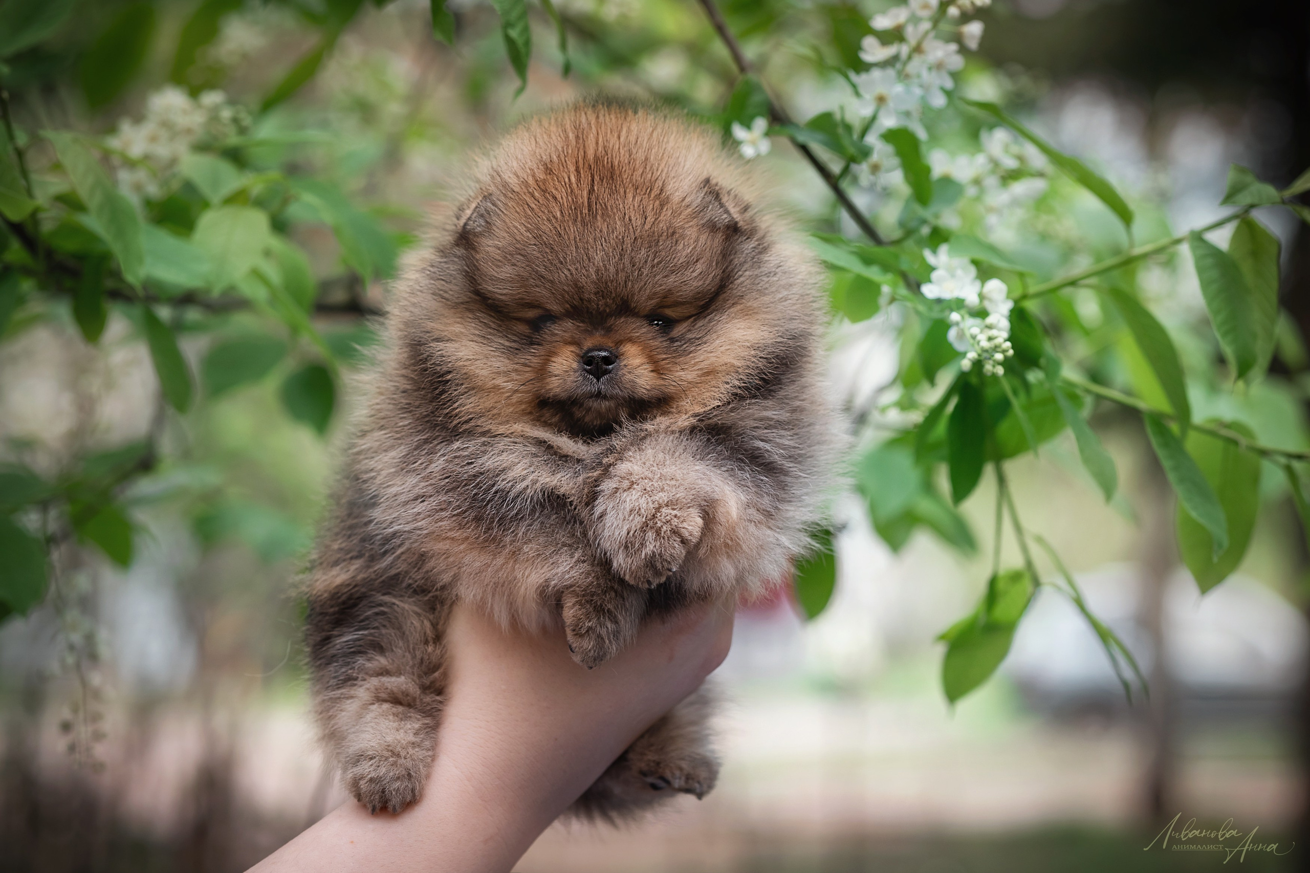 Шпицы. Фотограф анималист Аня Ливанова | Рыбинск