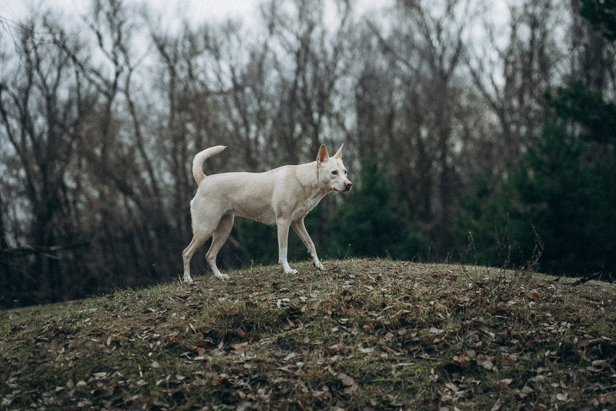Туся. Фотограф анималист в Москве и Санкт-Петербурге Свиридова Анна