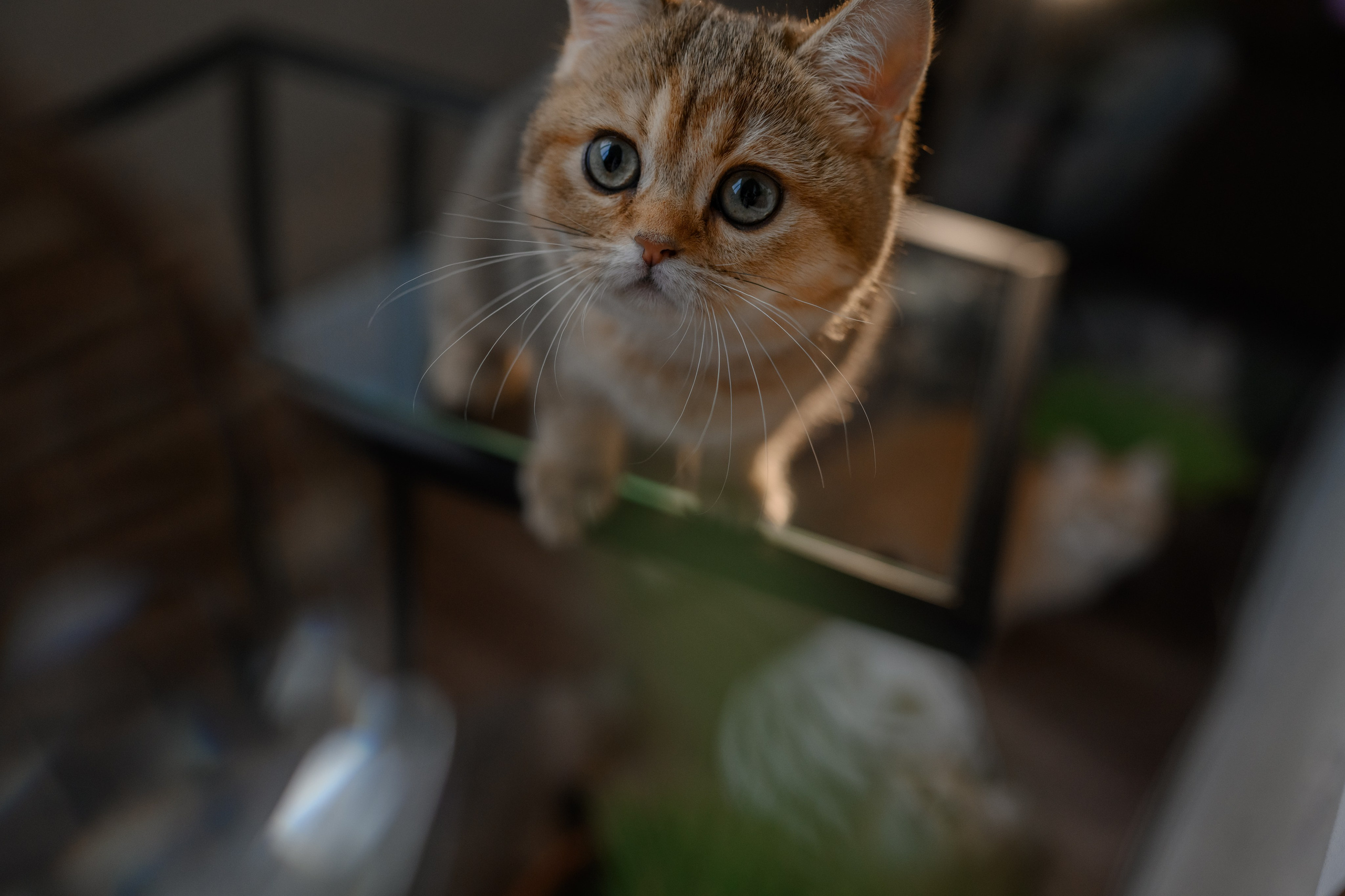 Питомник котят. Семейный фотограф и анималист в Москве и Московской области