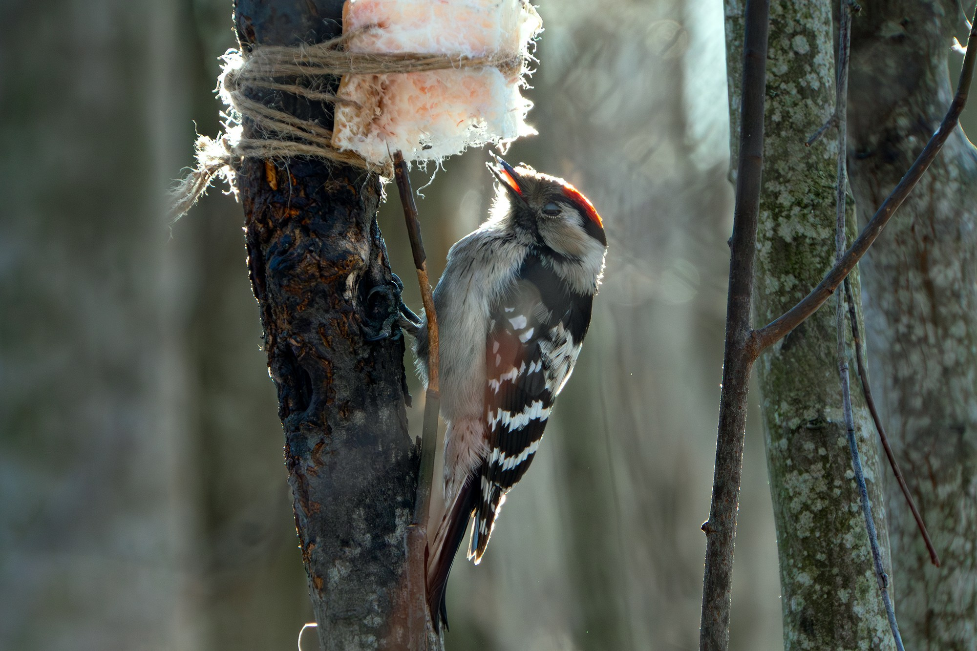 Удивительные мир птиц. Вокруг нас столько прекрасного — присмотритесь!. Ваш личный фотограф Марина Волкова