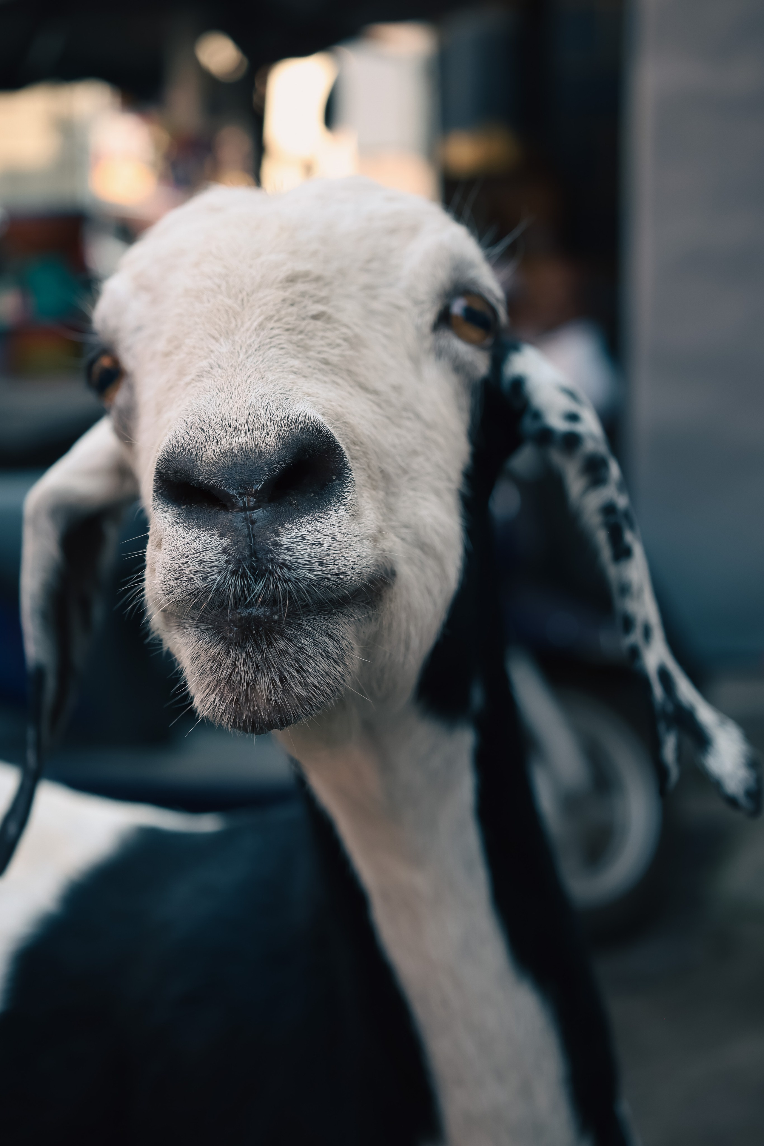 India. Фотограф в Москве