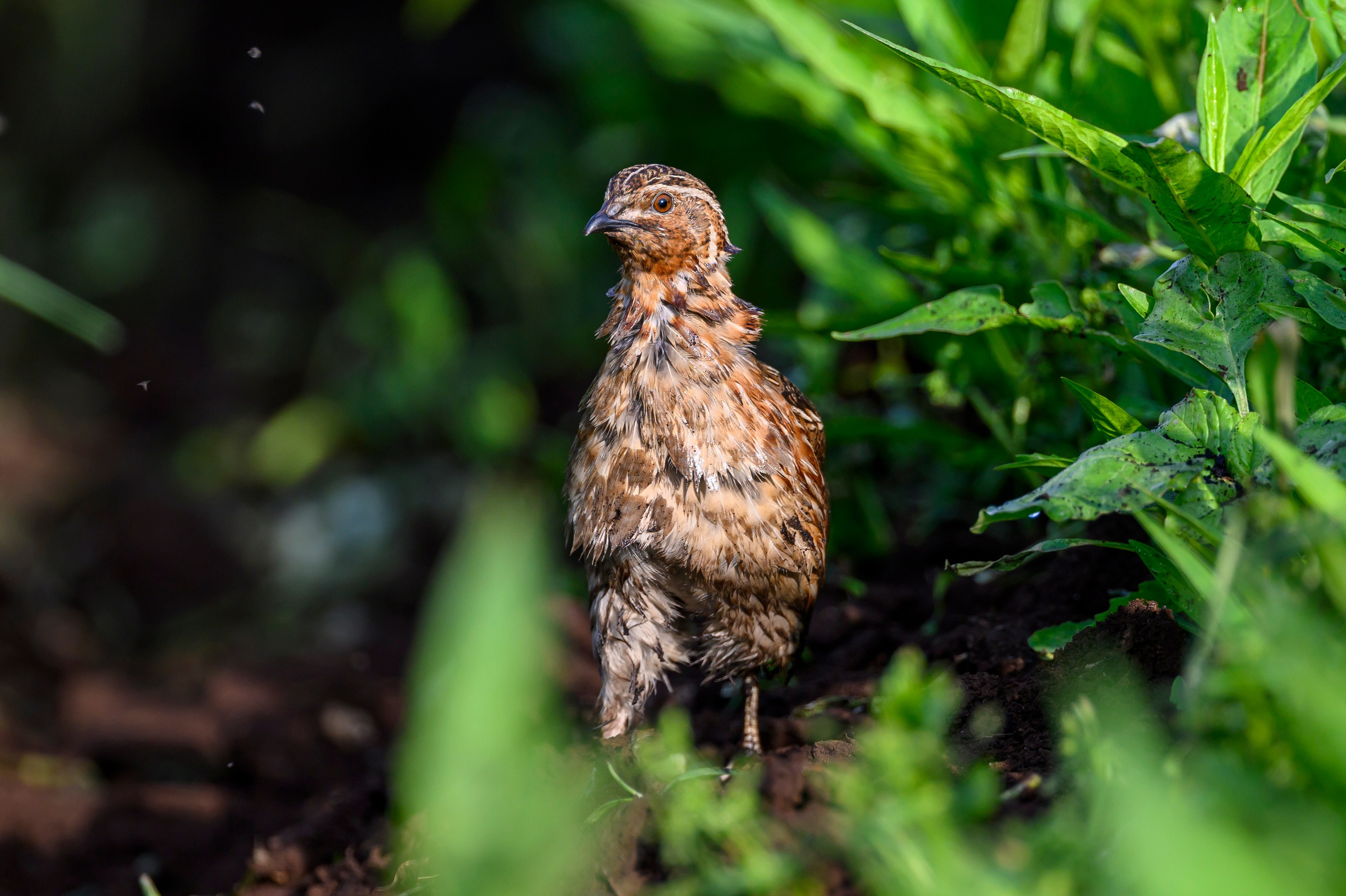 Перепел. Wildlife photography by Sergey Puponin