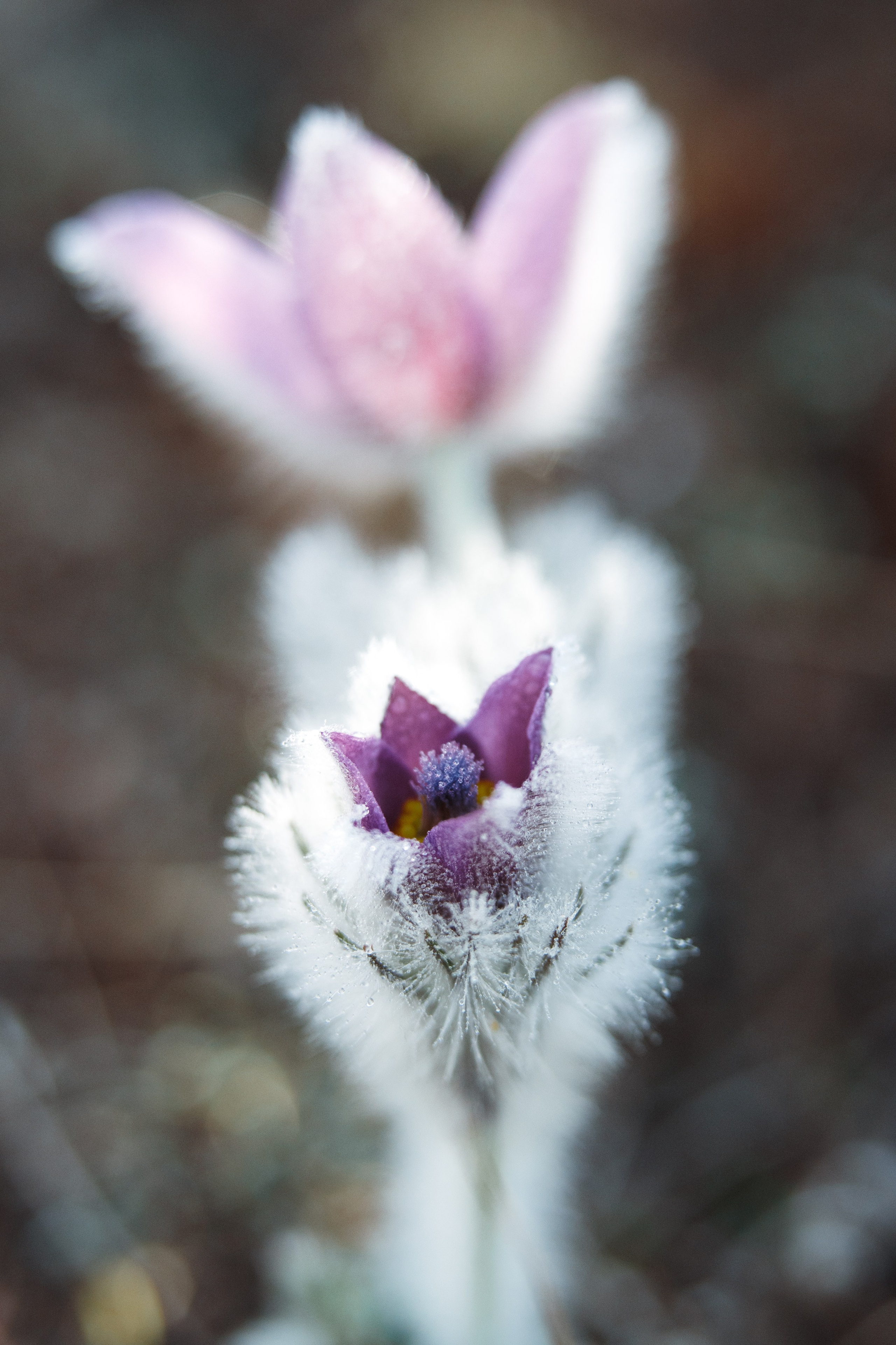 Nature. Артем Корнев Фотограф