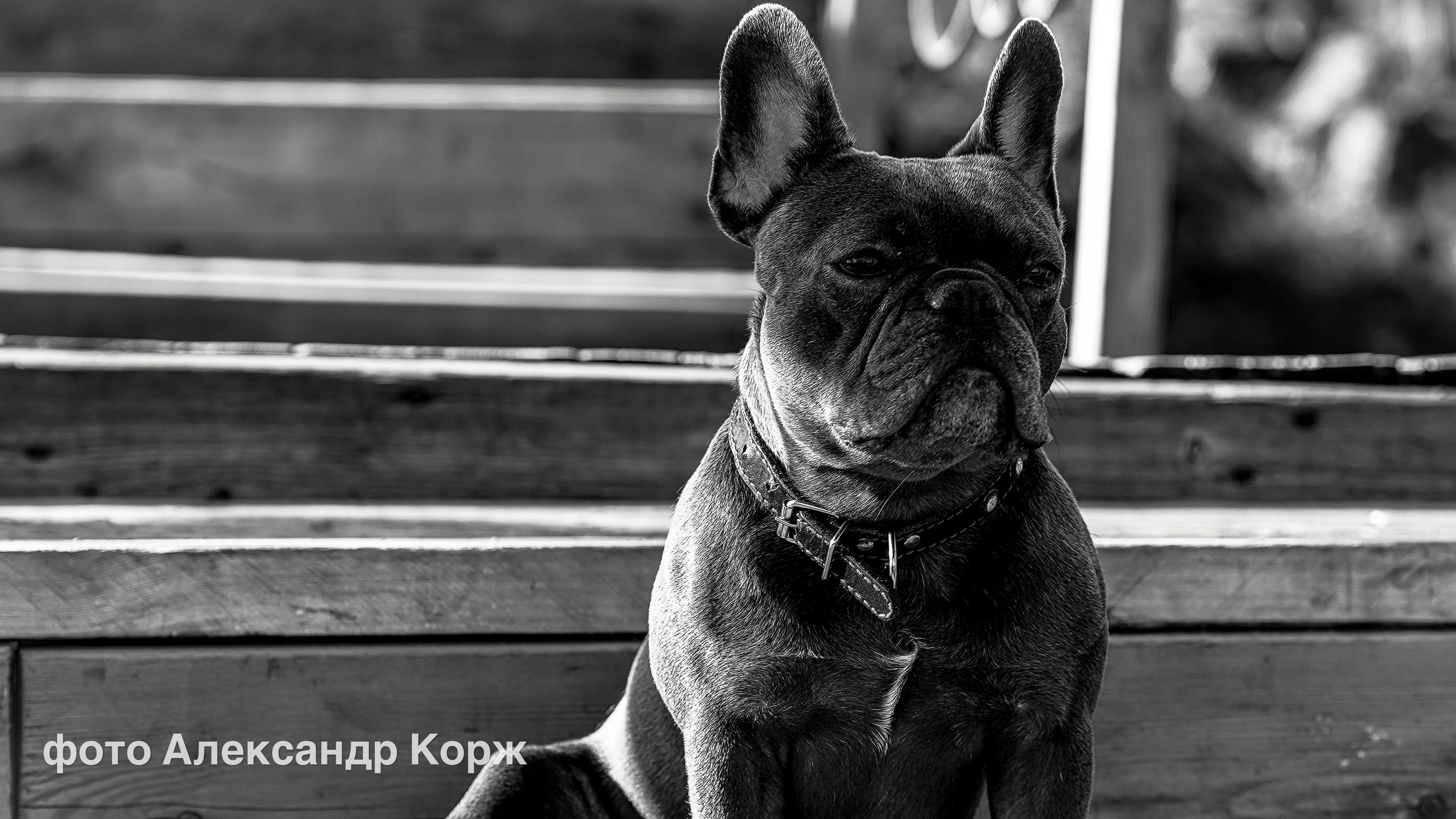 Животные. Фотографии и видеосъемка, Айхал, Удачный, Якутия. Фотографии Айхал