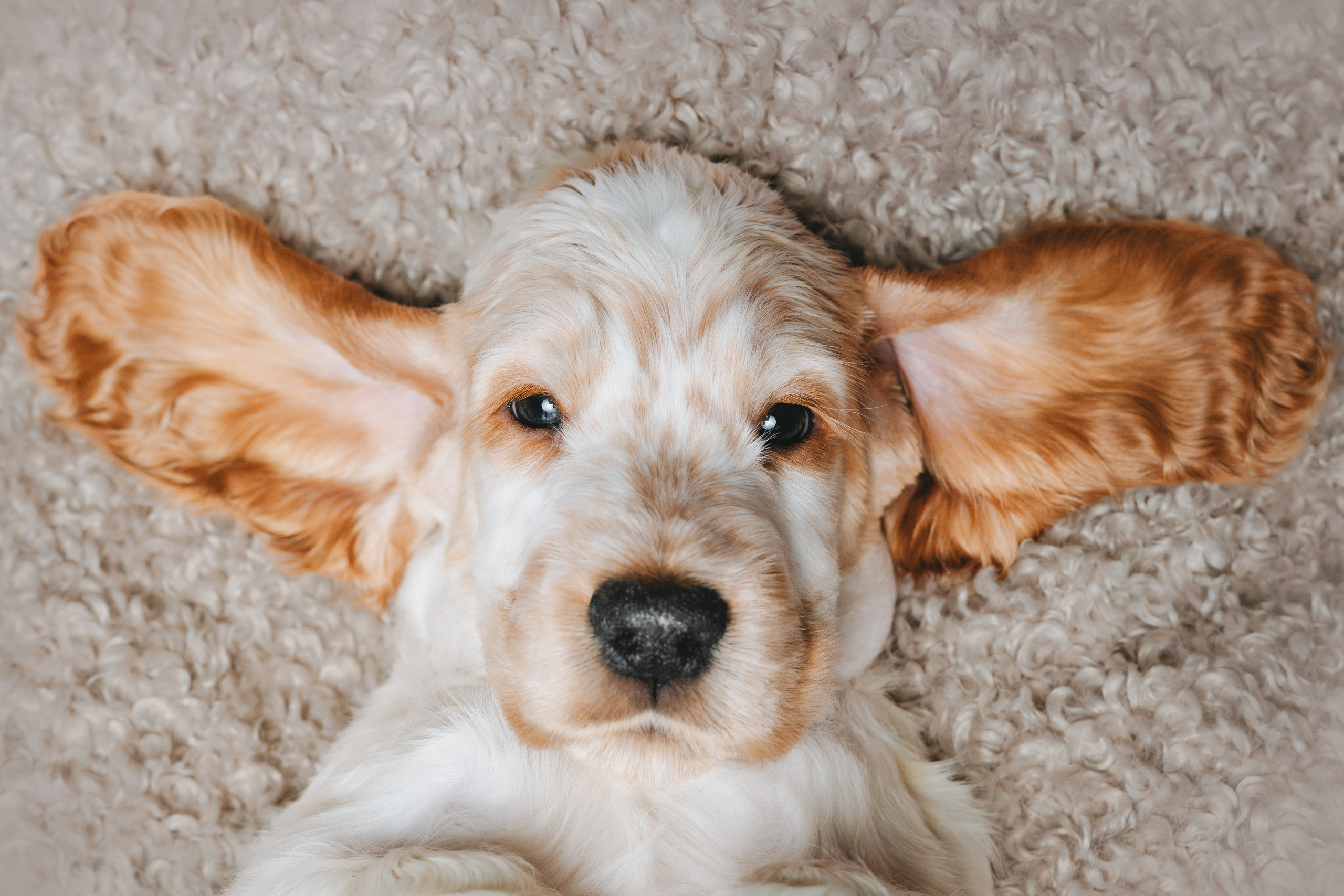 Английские коккер-спаниели. Фотограф анималист Осипчикова Мария