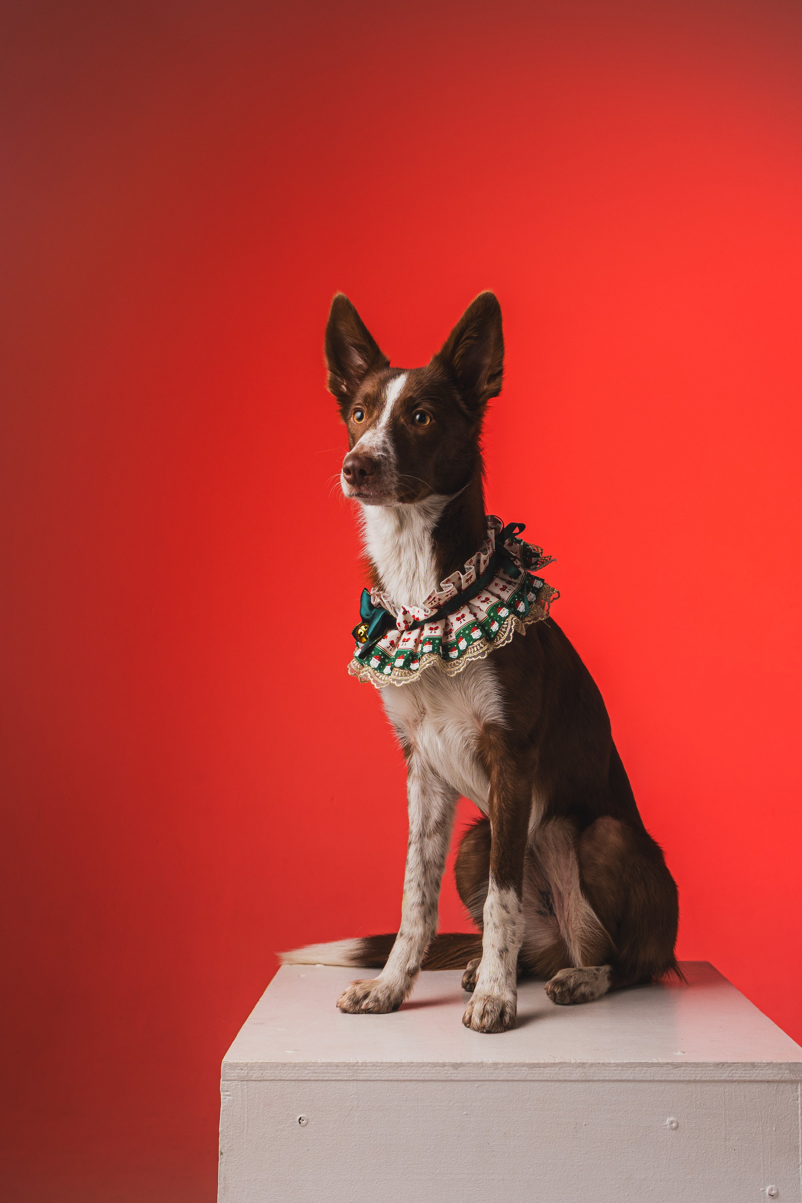 Воркшоп по импульсному свету