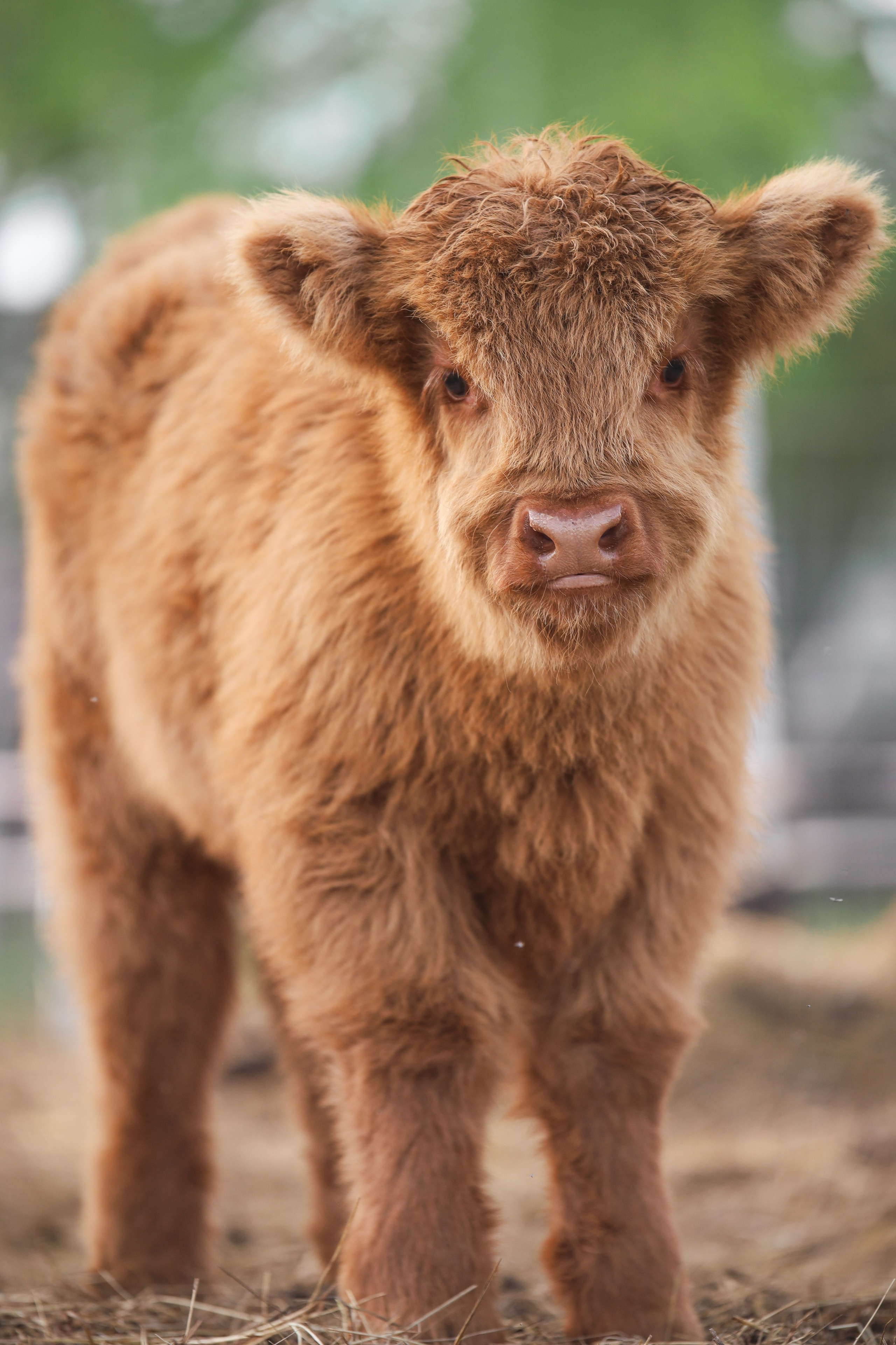 Животные. Фотограф в Москве Бастракова Юлия