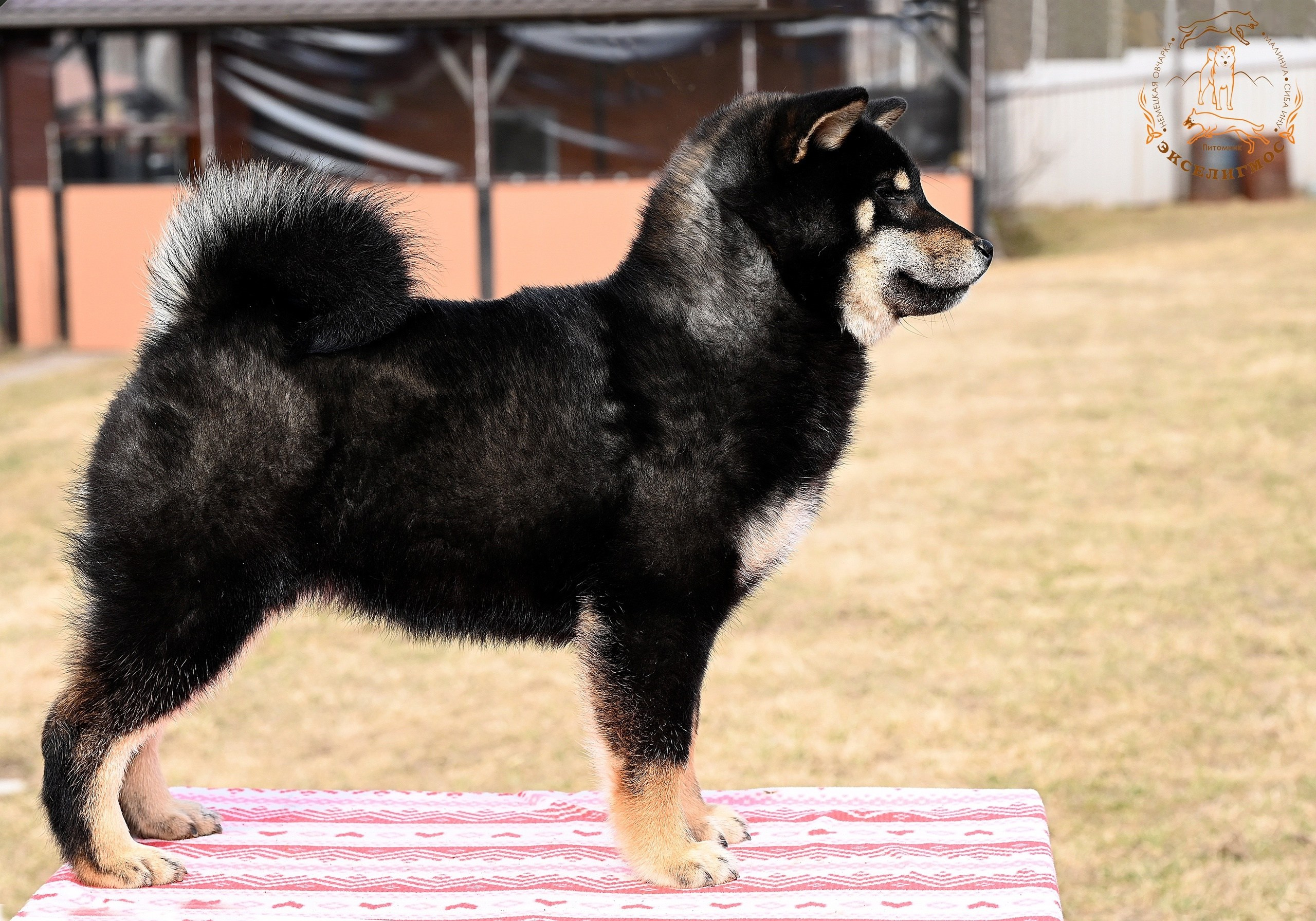 Тáту * Exceligmos Tatsu. Американская акита I Сиба ину I Питомник RUBYLIGHT