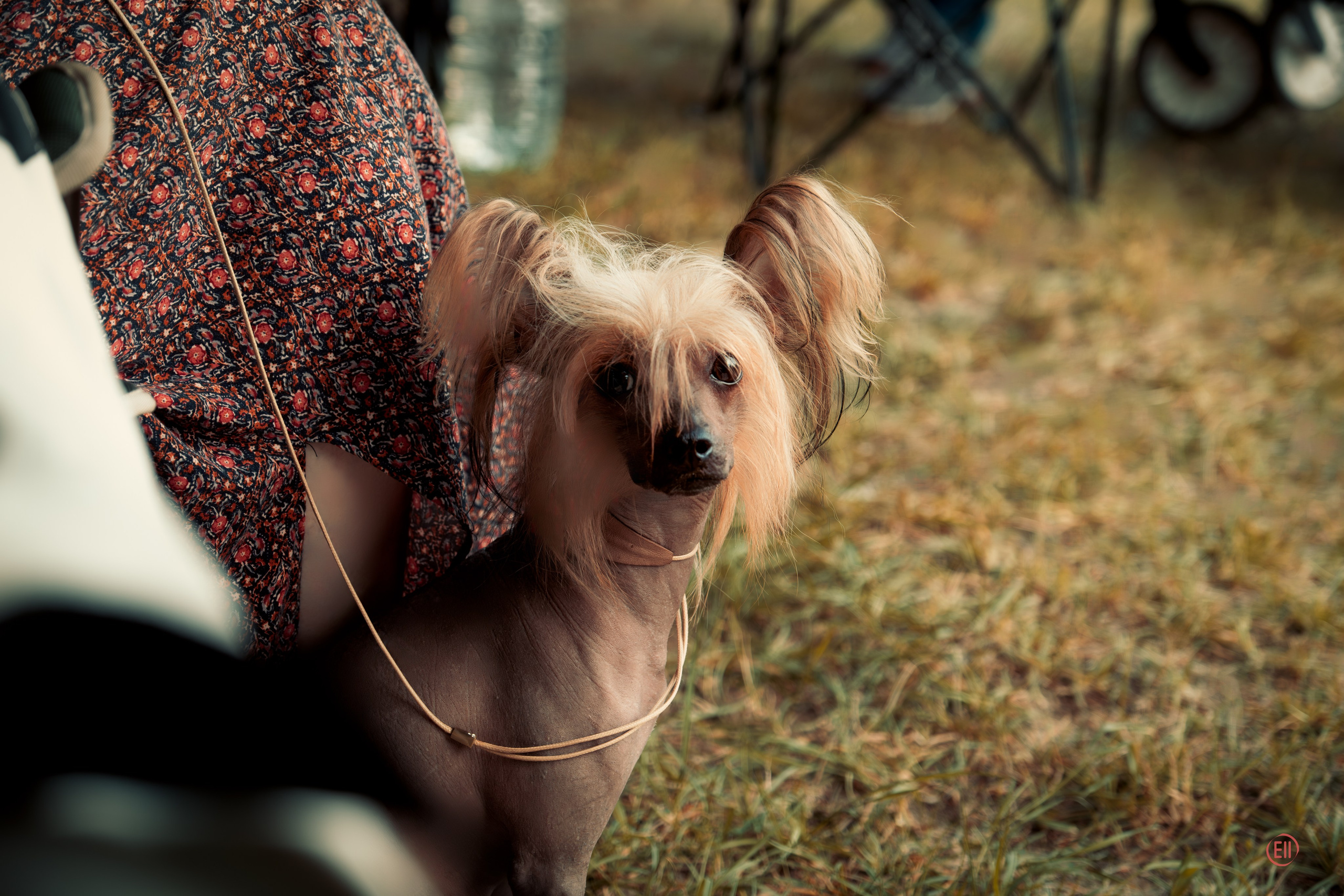 Фотосессия на выставке собак. Фотограф в Москве