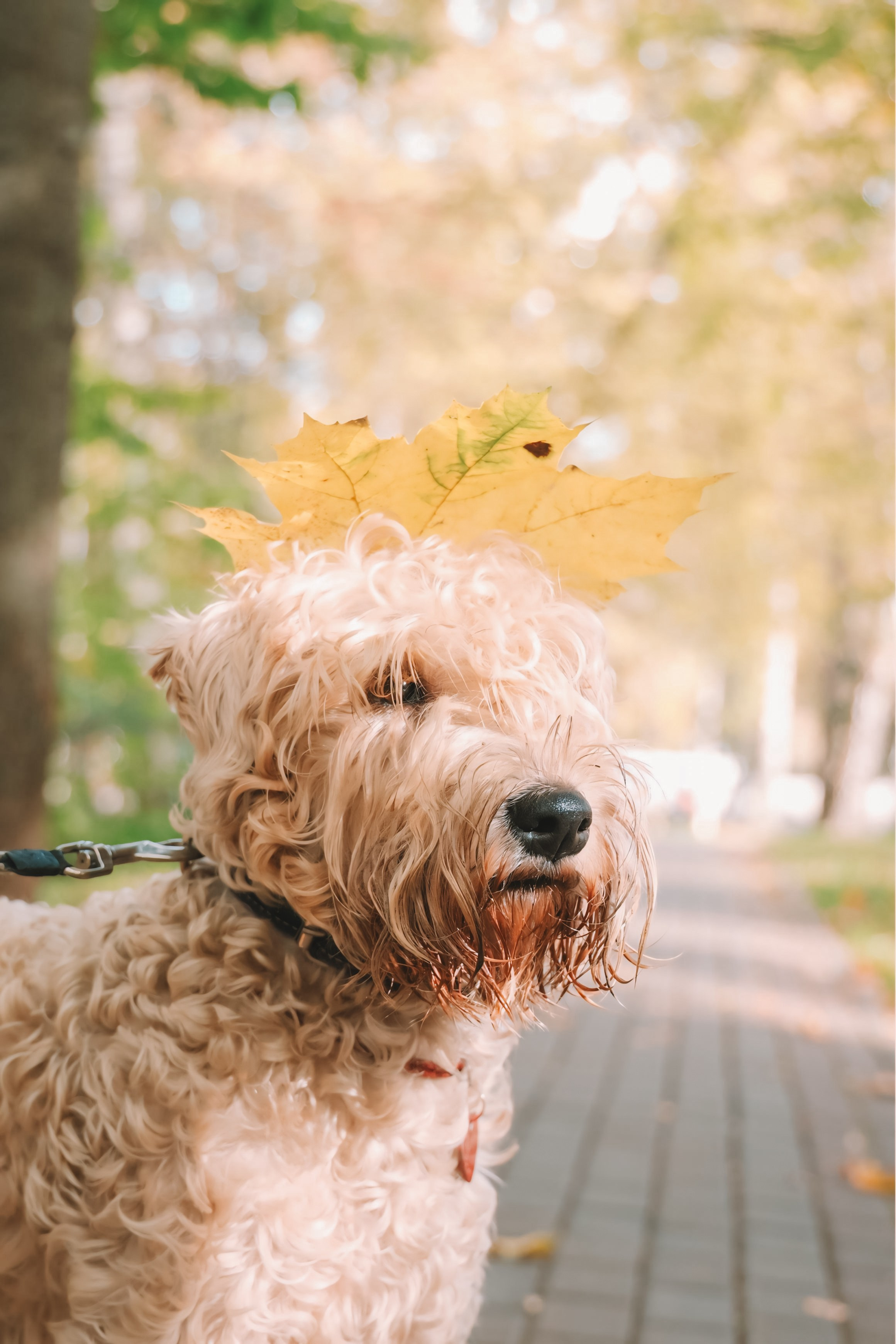 Четыре лапы и мокрый нос. Портретный и семейный фотограф в Москве Мария Иванова