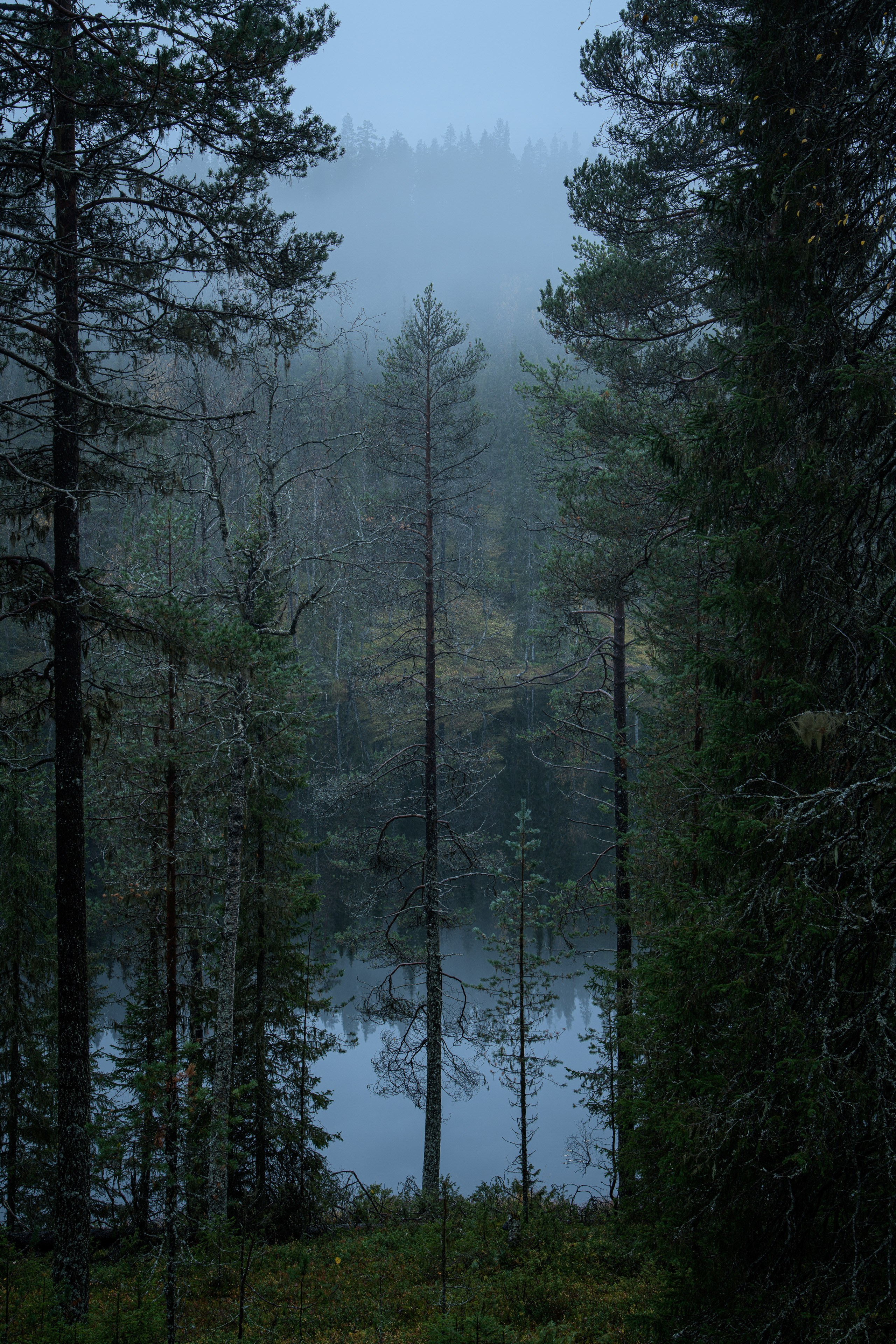Березовый пруд. Северные Ночи