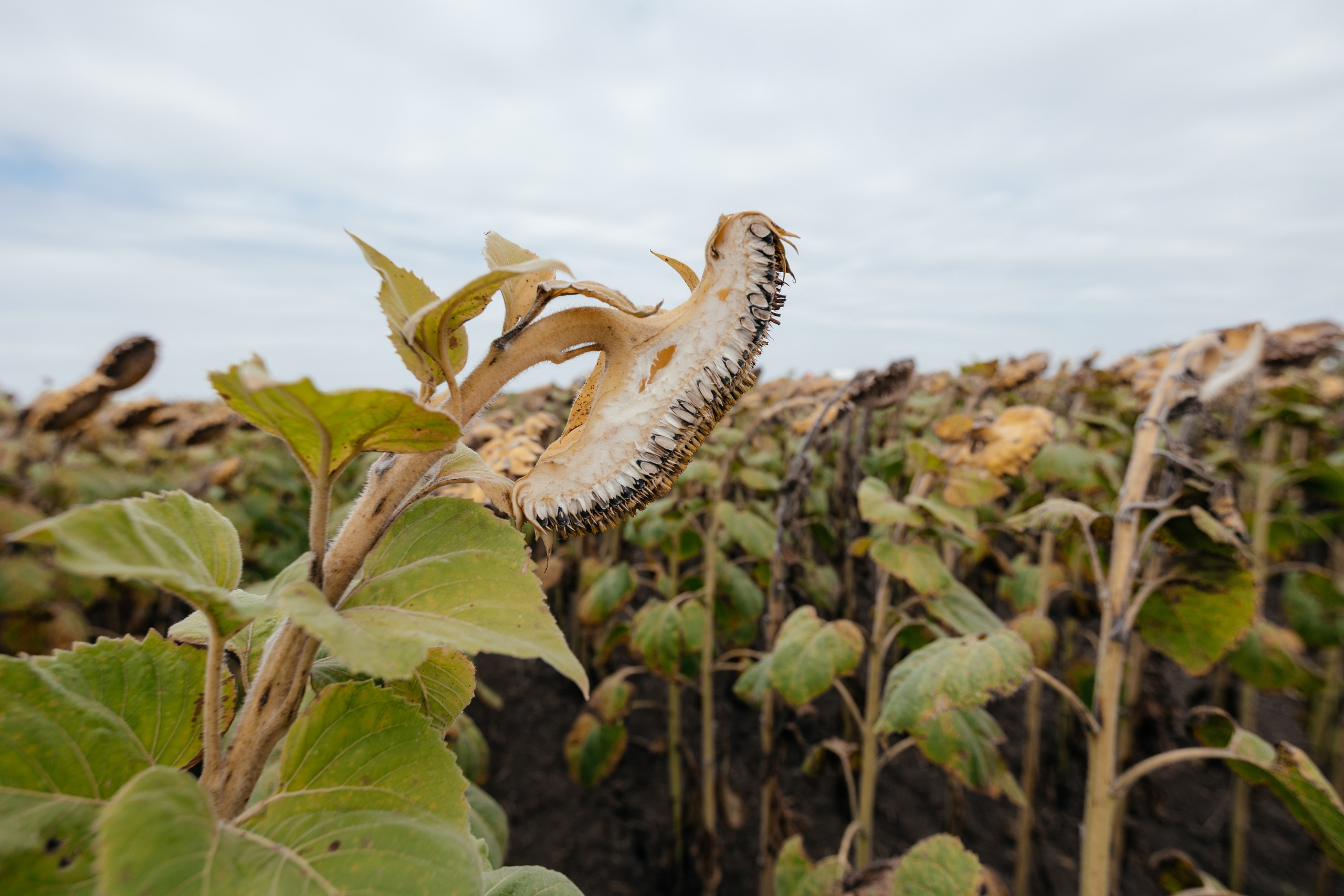 День поля. Фотограф Крохин Олег