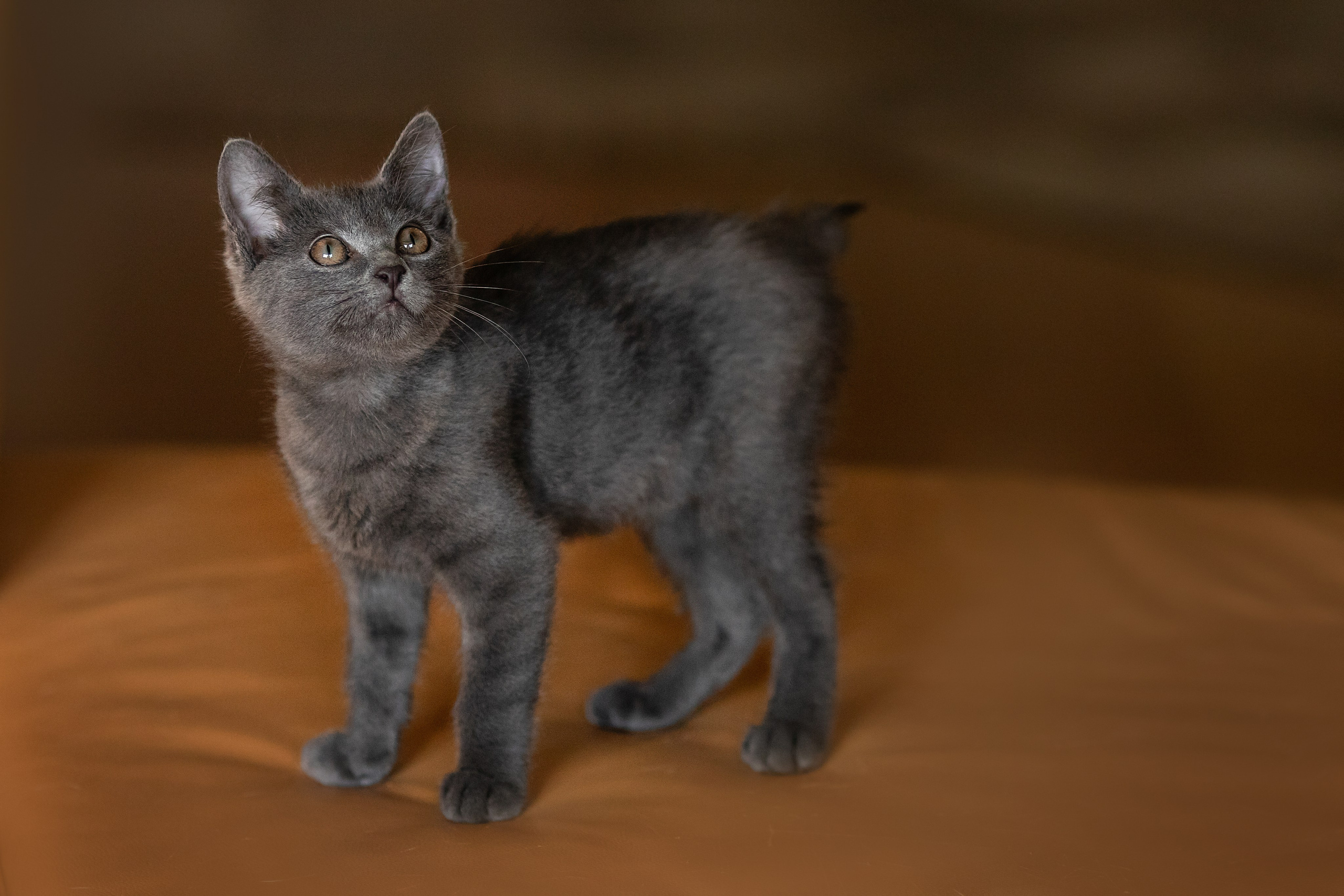 Котята в добрые руки. Арт фотограф в Минске Анастасия Корбут