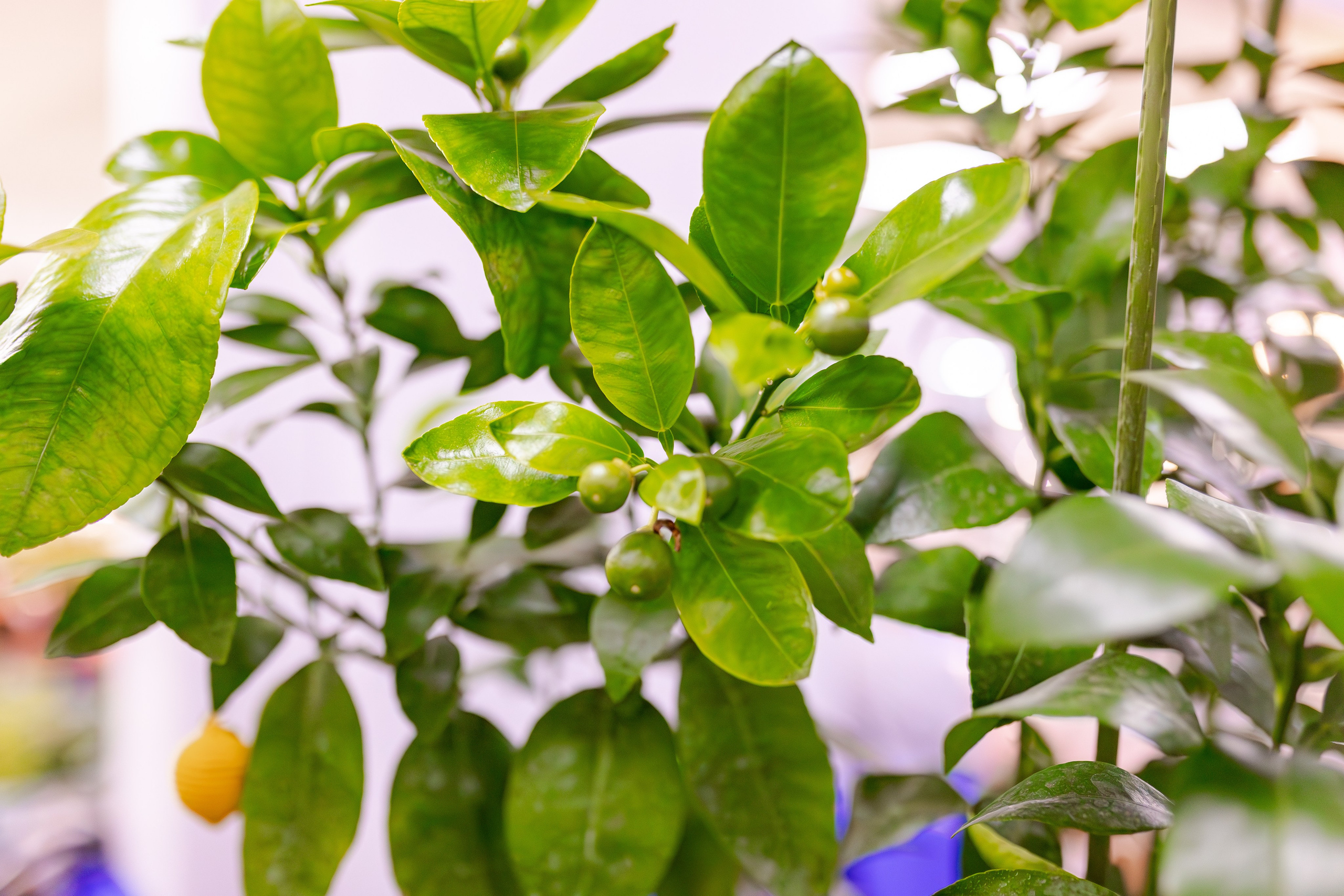 Орхидиум сентябрь 2025. Александра Куликова фотограф, Москва