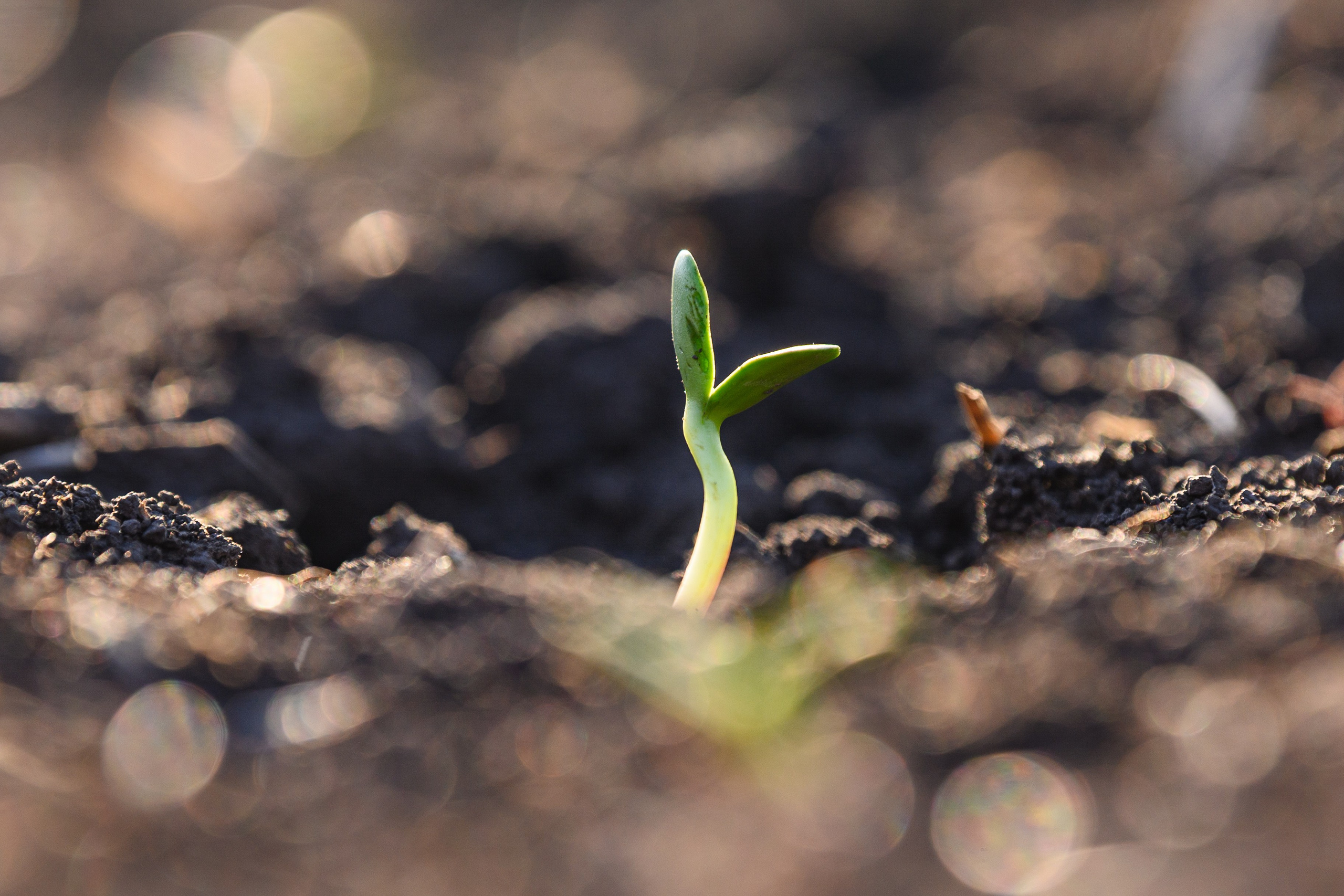 Проекты. Профессиональный фотограф Вячеслав Плацында | Липецк |
