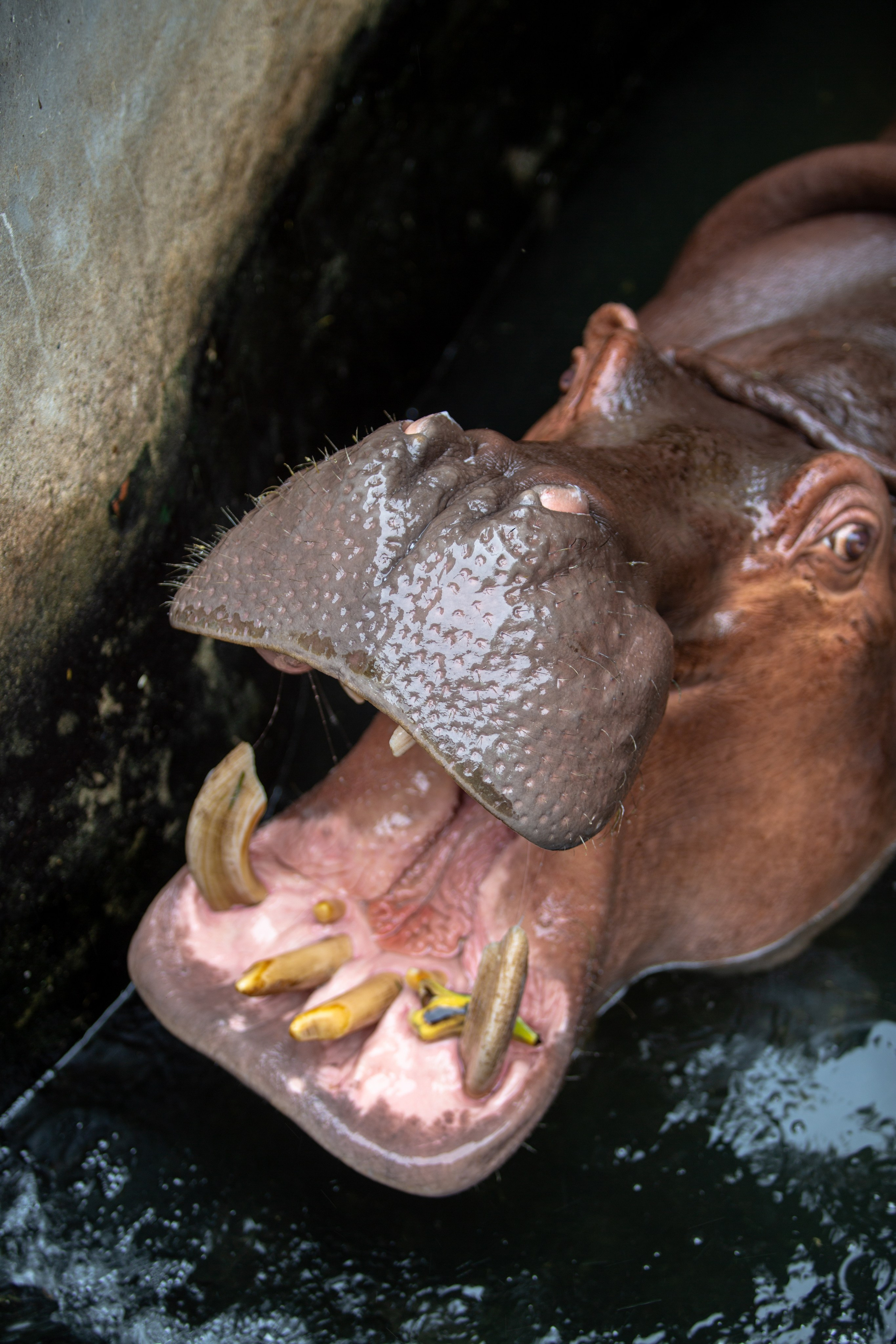 Samut Prakan Crocodile Farm & Zoo. Photographer Sonkina Tatiana (Tanya Ash)