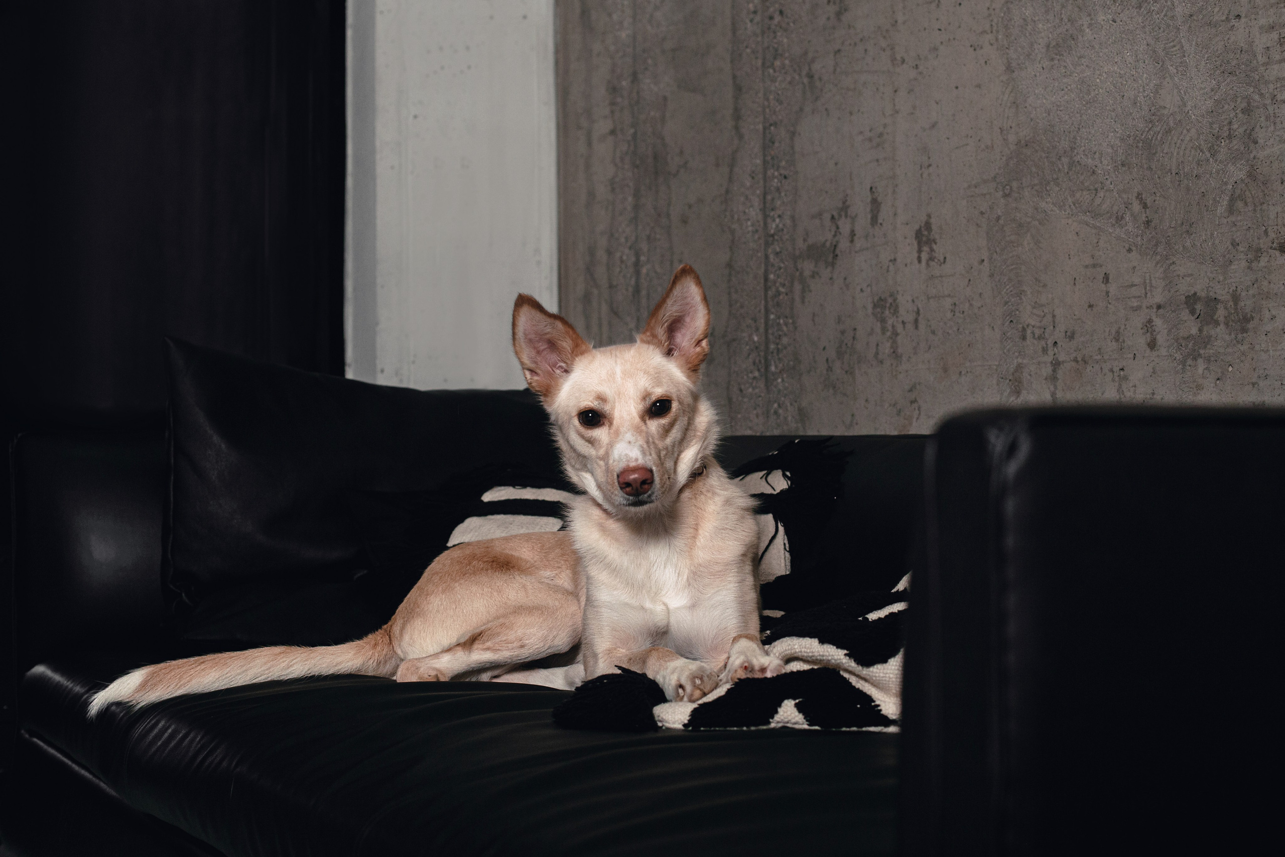 Студийная съемка 2 собак 2024. Фотограф-анималист Татьяна Степанова