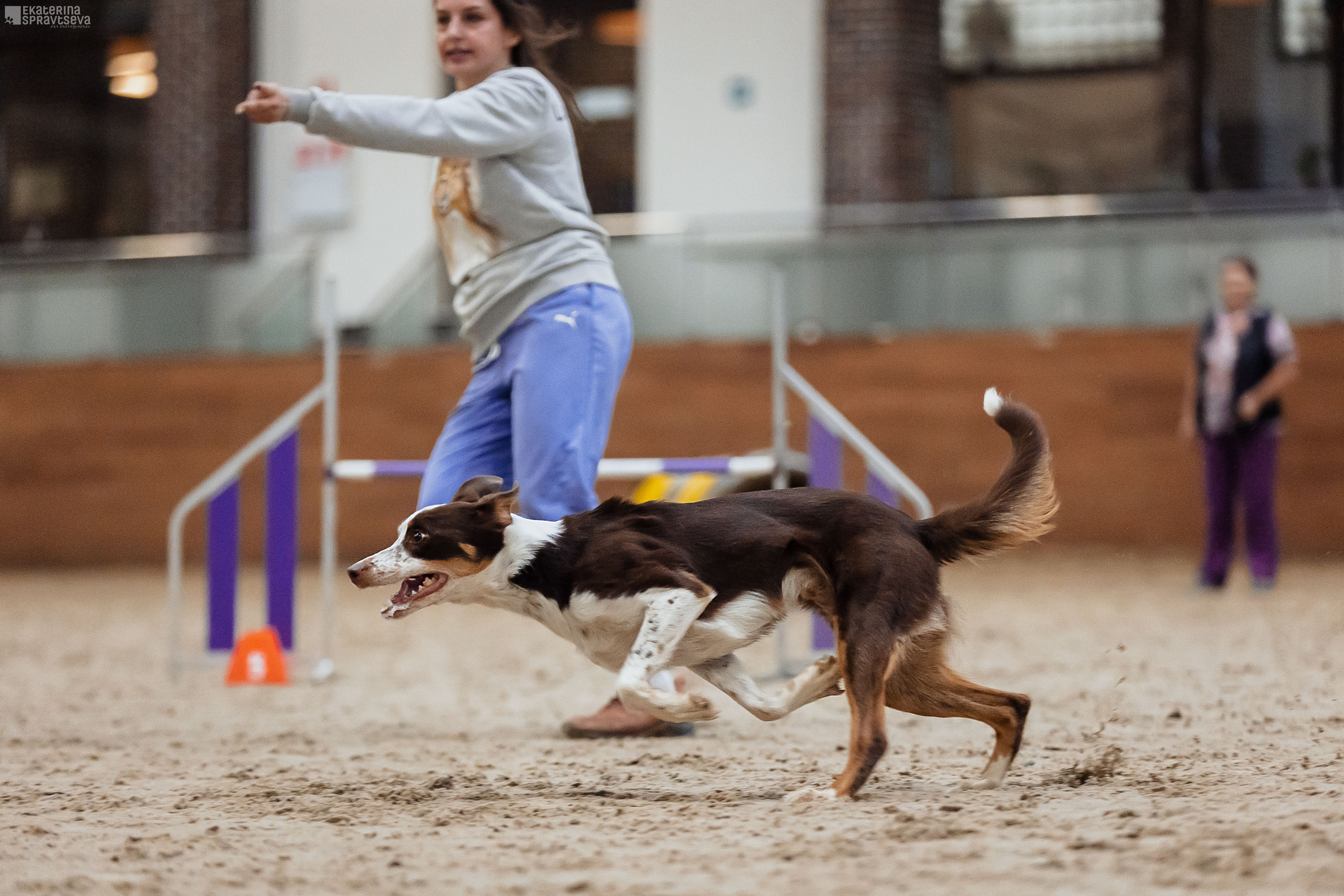 ЧРКФ Аджилити в Максима. Фотограф Анималист Екатерина Справцева в Нижнем Новгороде