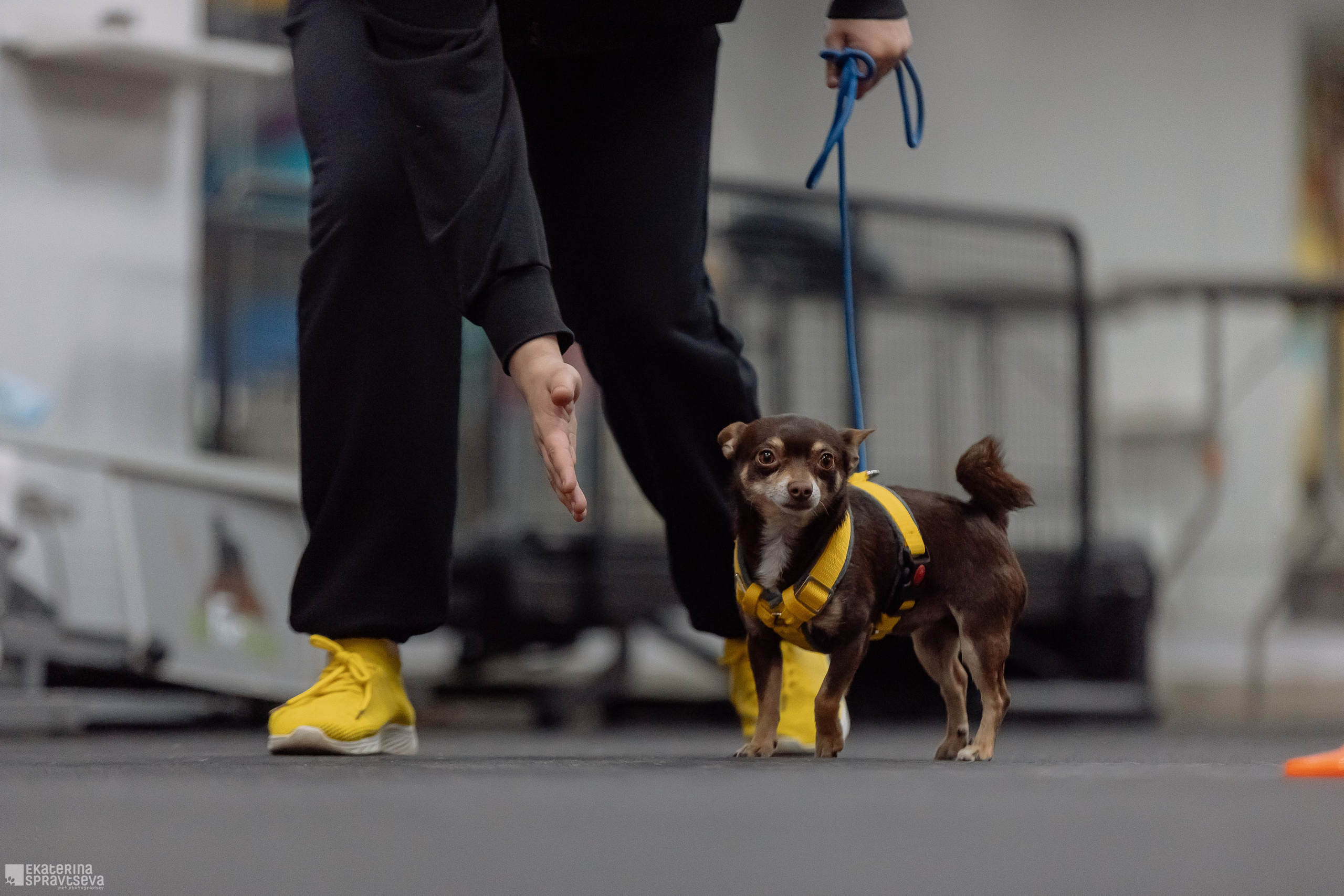 Праздник NoseWork. Фотограф Анималист Екатерина Справцева в Нижнем Новгороде