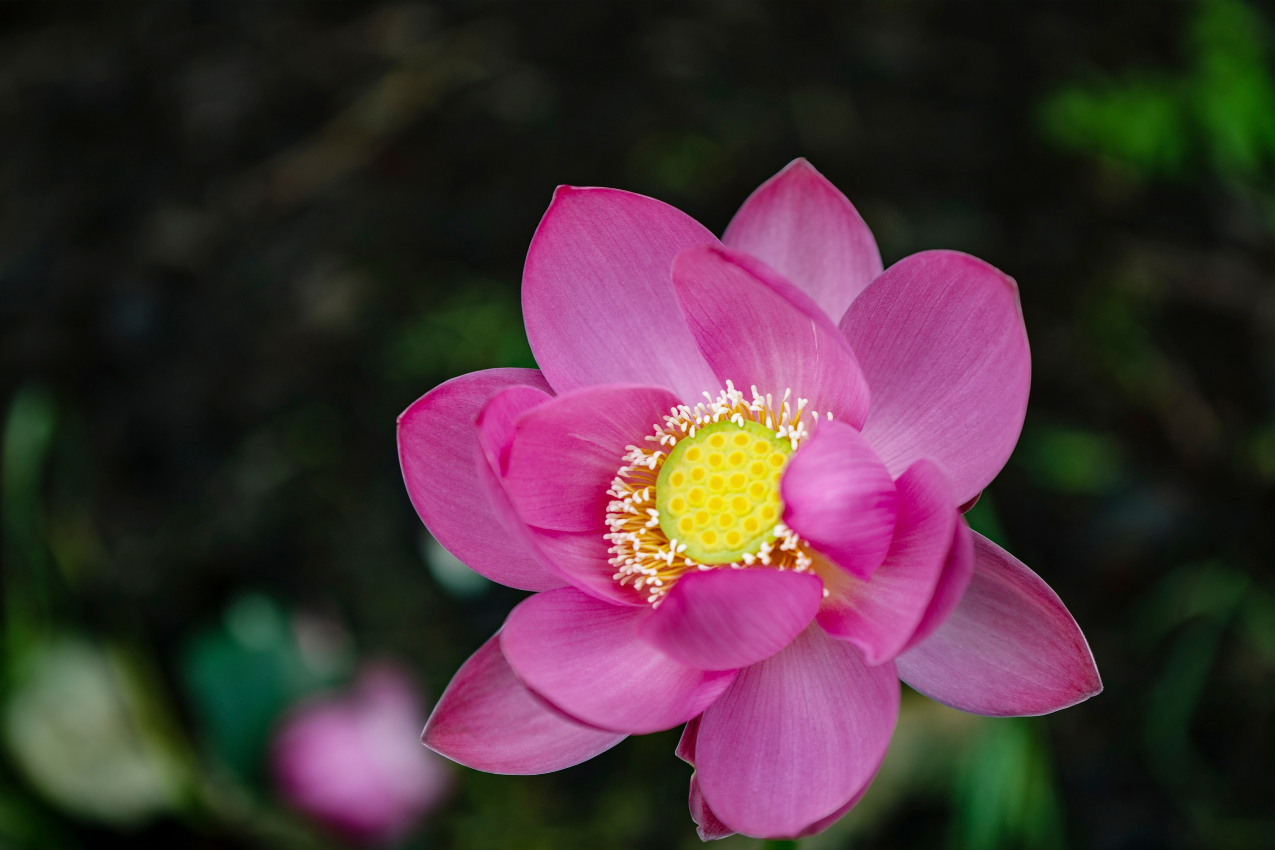 Природа Хабаровского края. Команда фотографов Кристины Ивановой