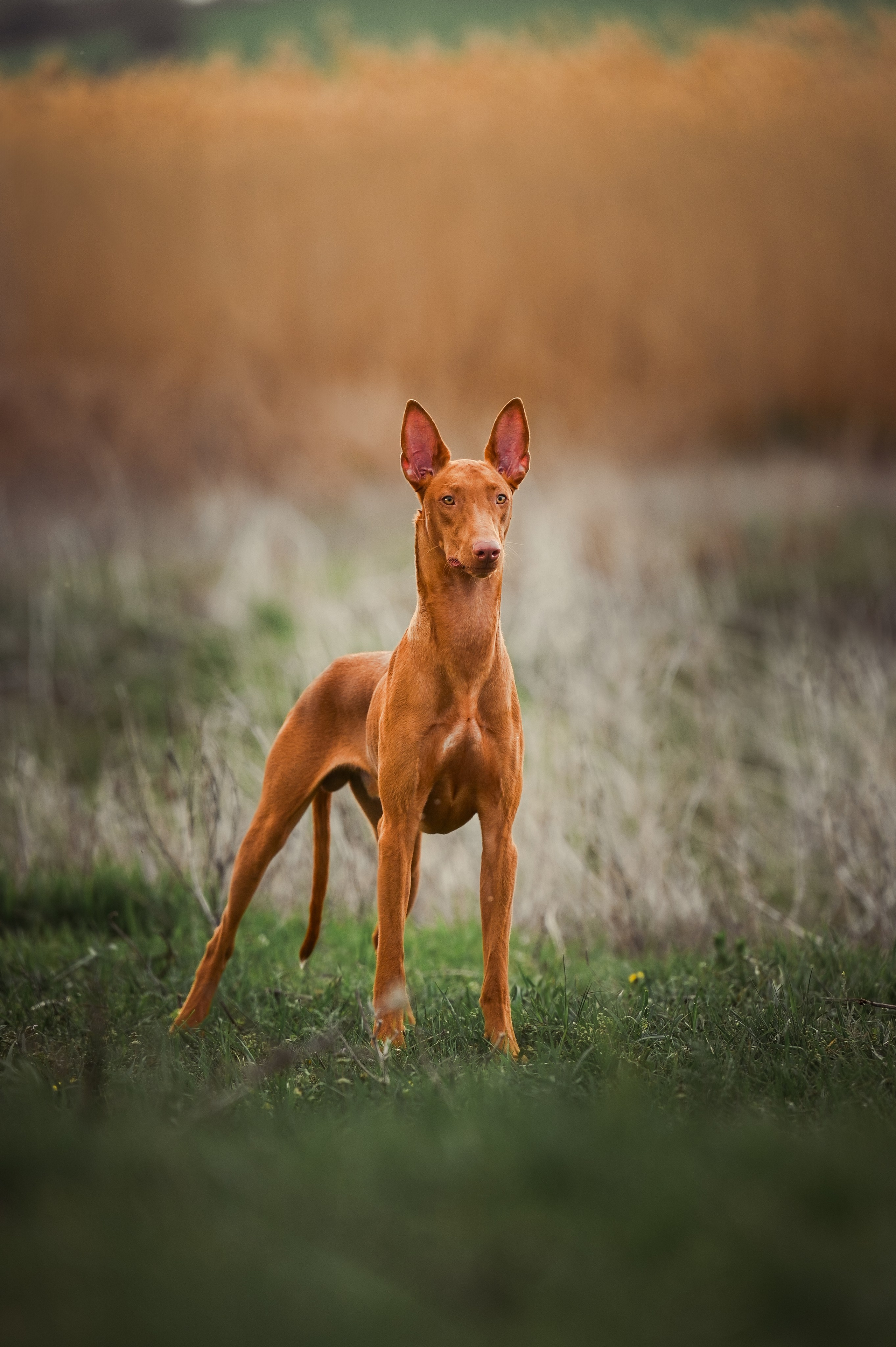 Фараонова собака Ромарио. Фотограф в Ростове —на — Дону