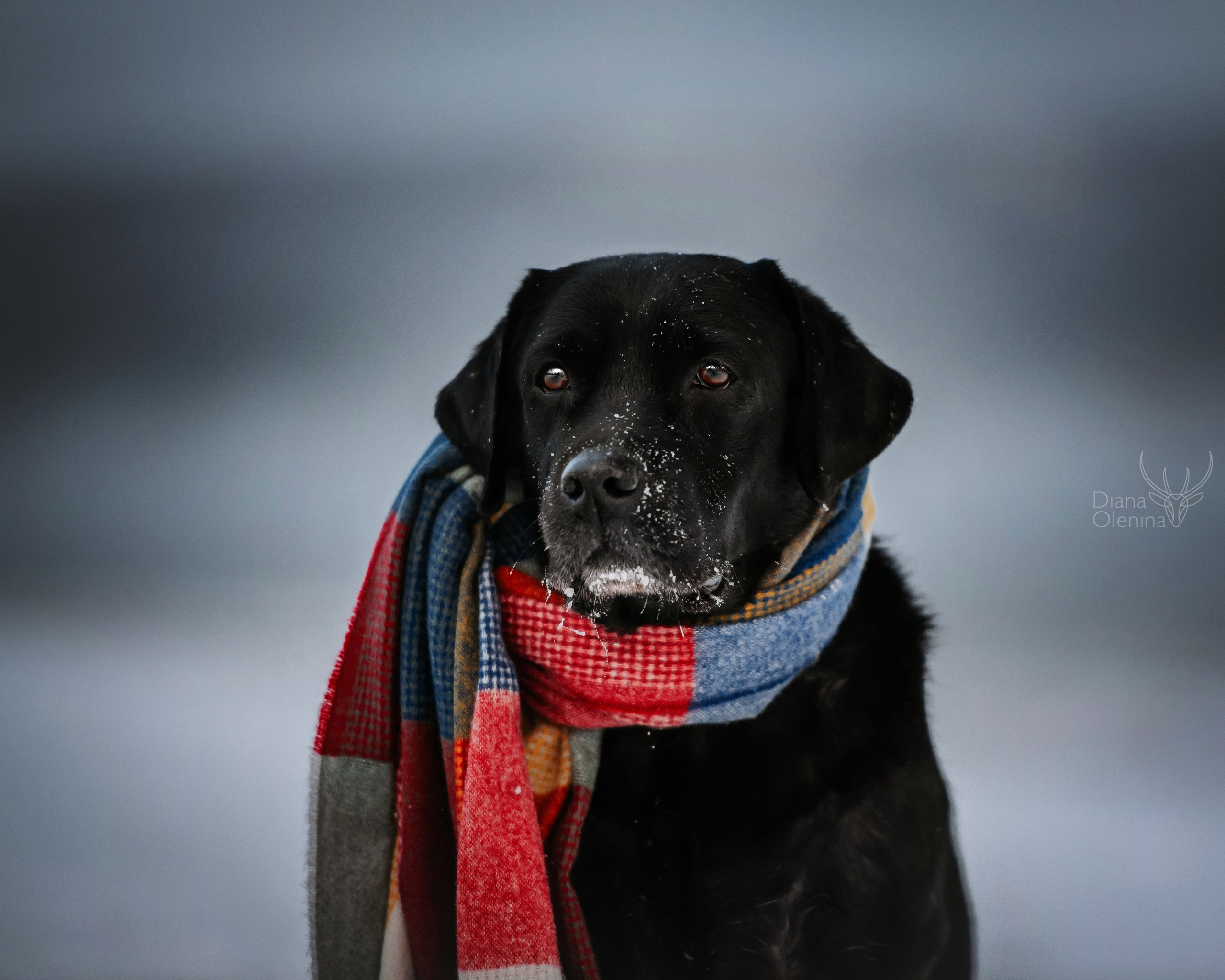 Собаки уличные. Фотограф Диана Оленина Красноярск / Братск
