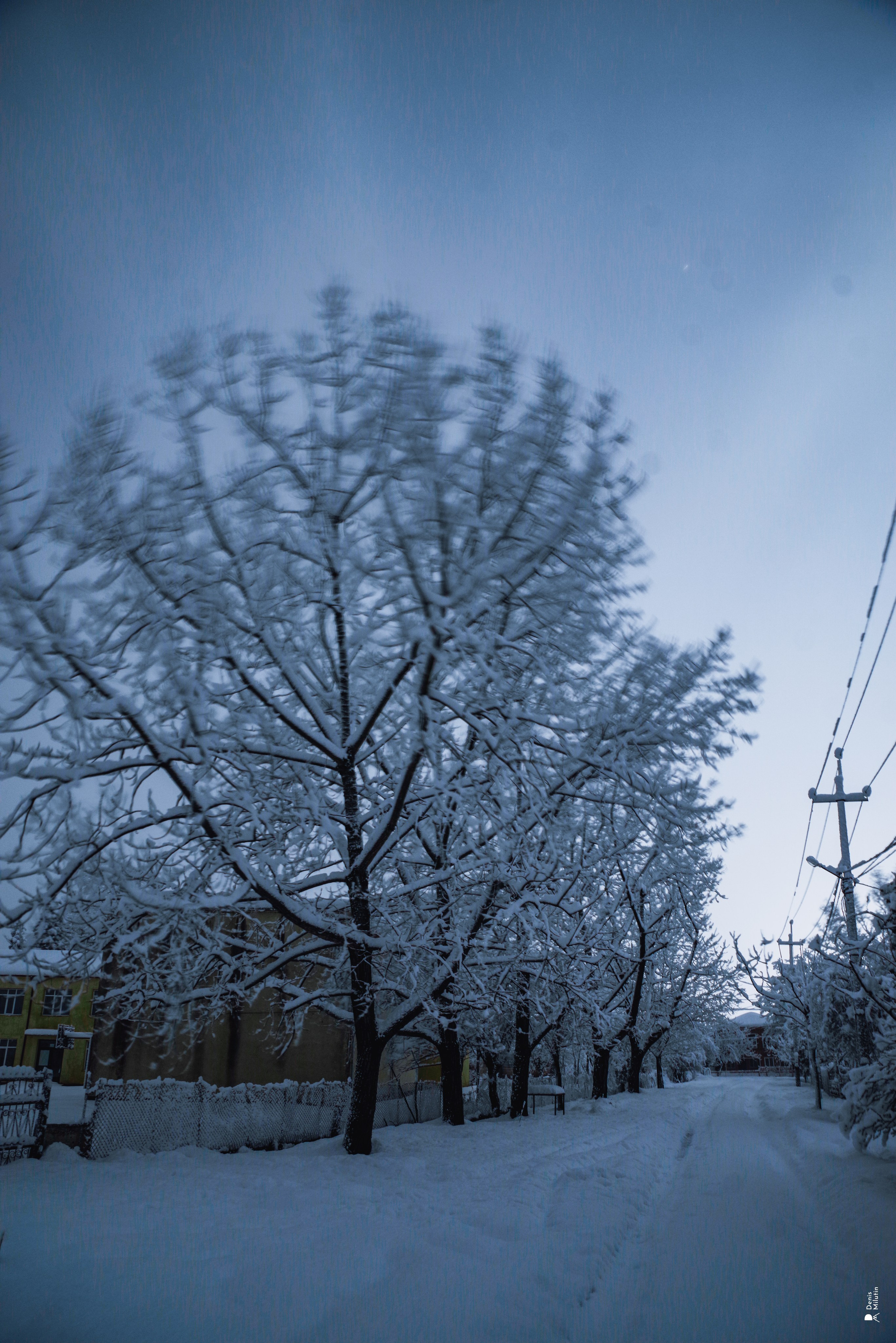 Спящий Менджи зимой. Портретный фотограф Денис Милютин