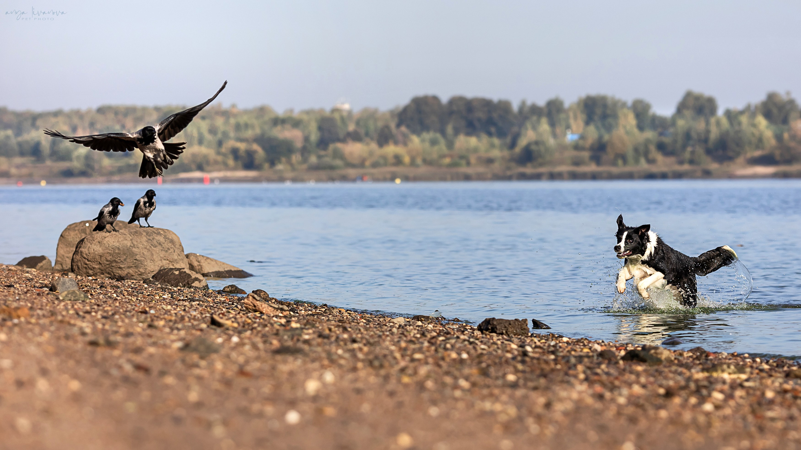 Алена и Майли. Фотограф анималист Аня Ливанова | Рыбинск
