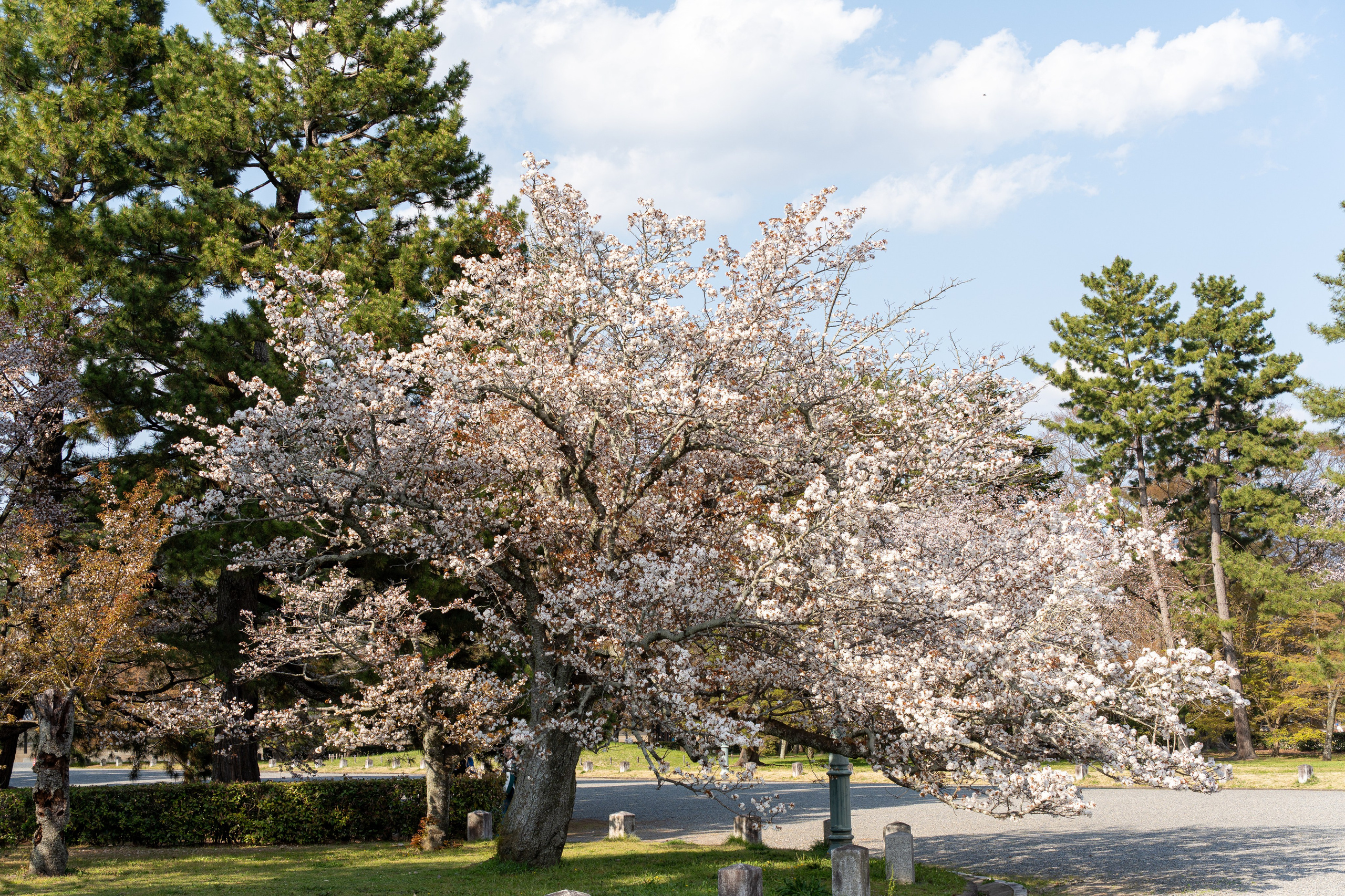 Япония, сакура. Творческие сьемки