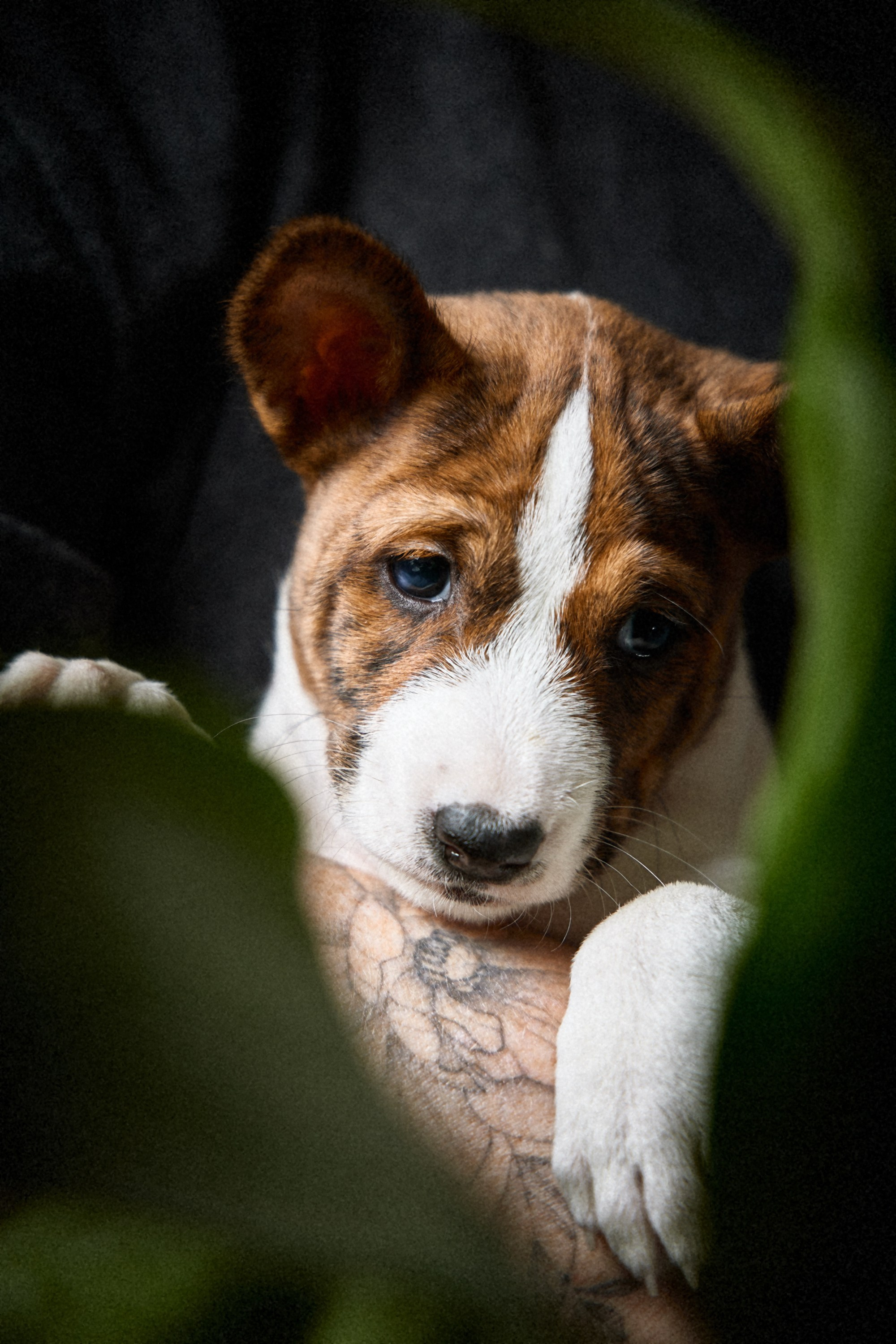 Животные. Портретный, интерьерный и фуд фотограф в Перми Иван Вострецов