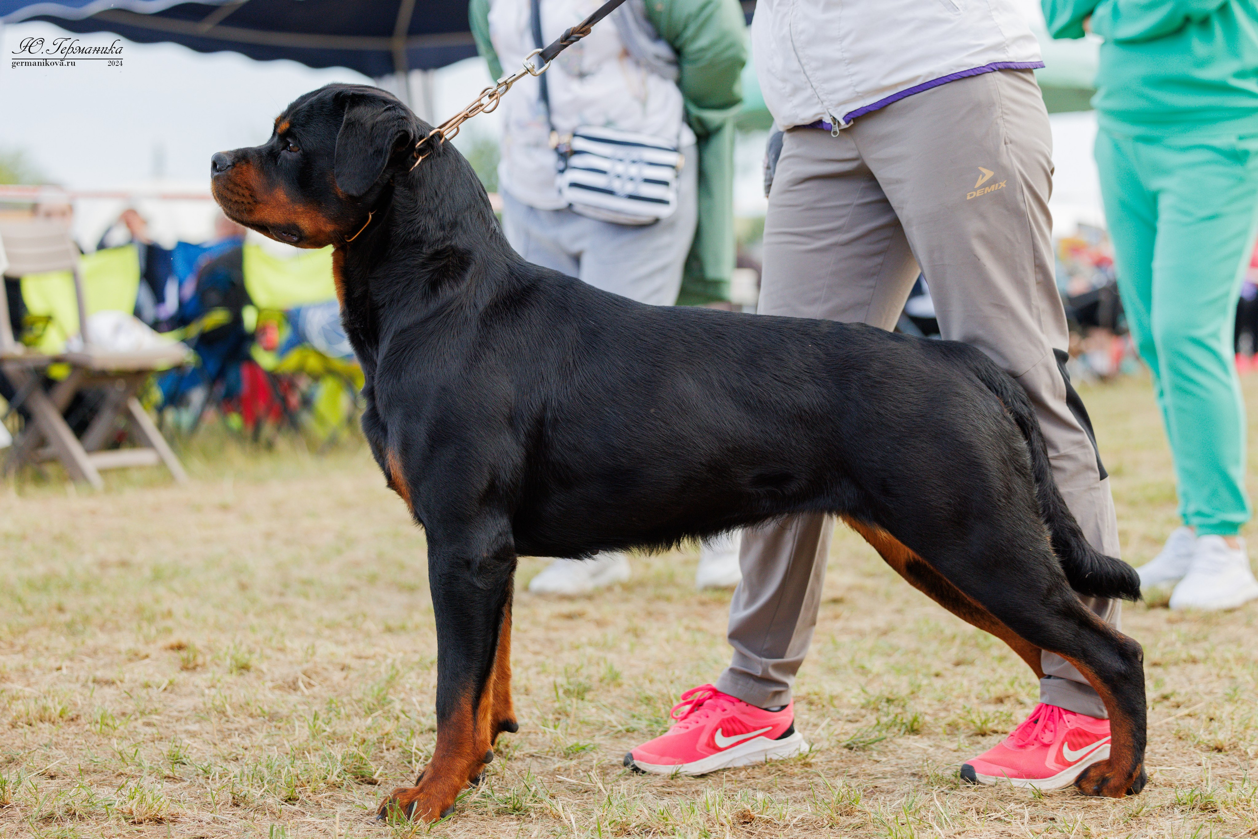 ПК и КЧК ротвейлеры Тверь 6-7.07.2024. Фотограф-анималист Юлия Германика