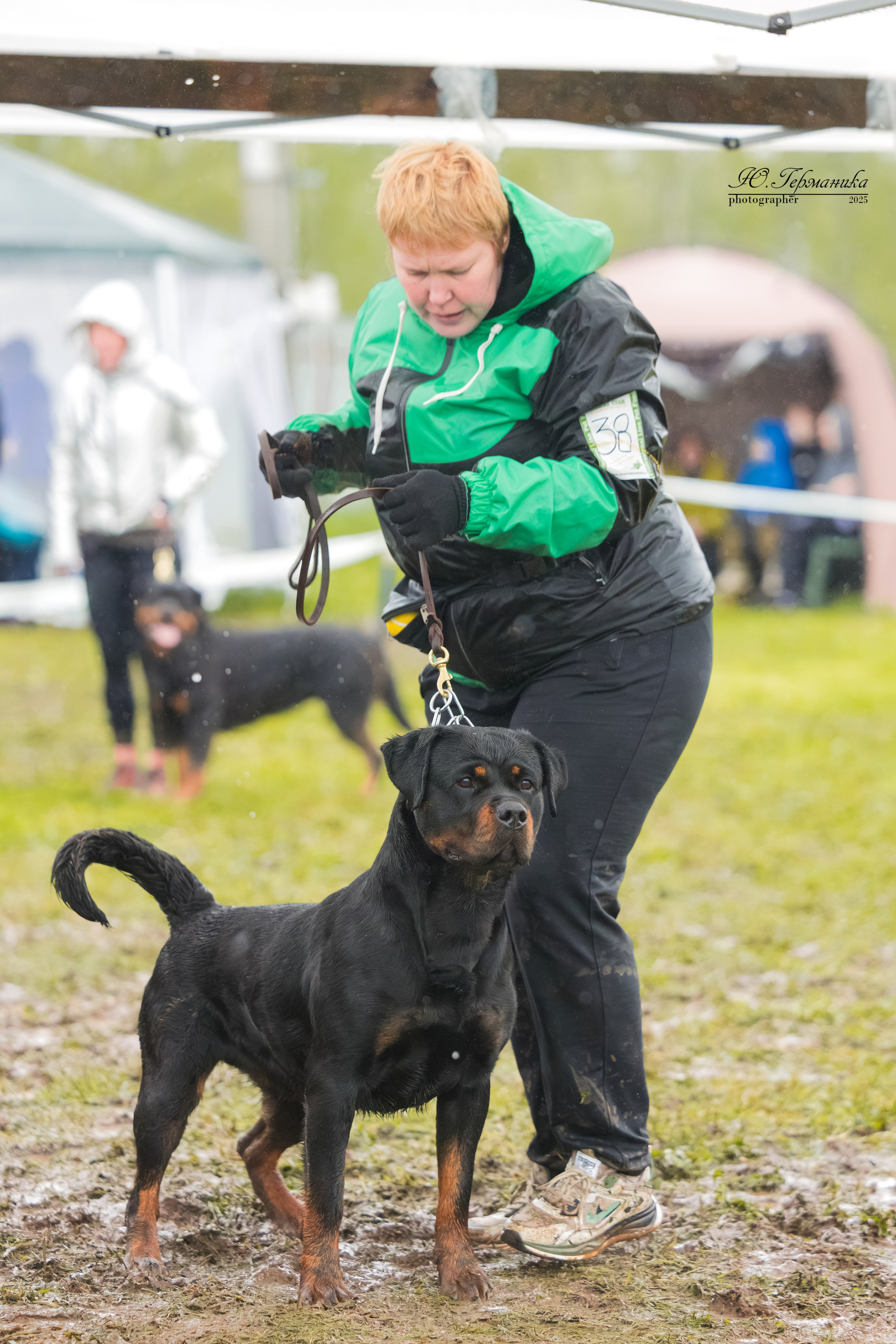 Нижний Новгород 2хмоно ротвейлеров 10-11.05.2025. Фотограф-анималист Юлия Германика