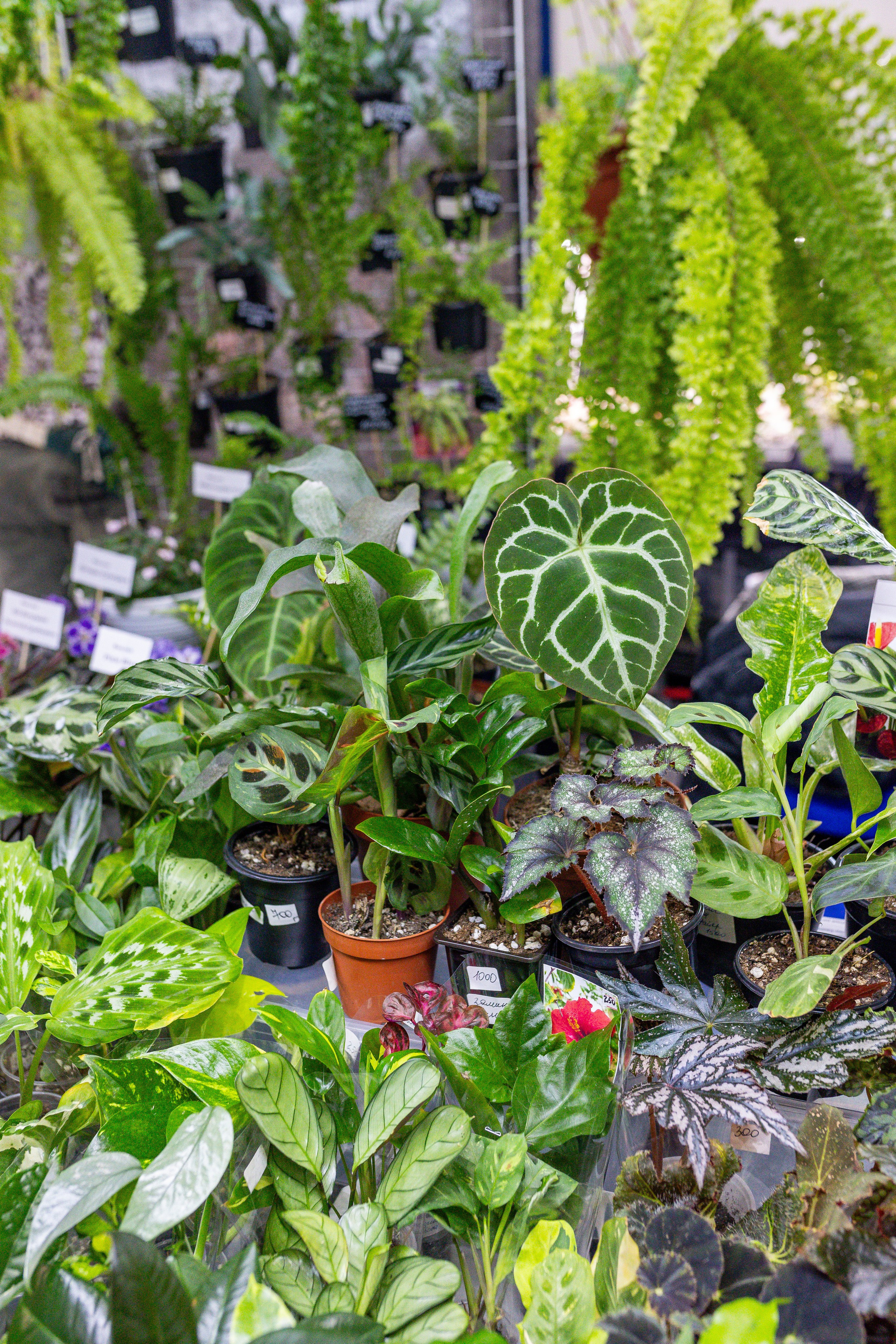 Монстериум апрель 2025. Александра Куликова фотограф, Москва