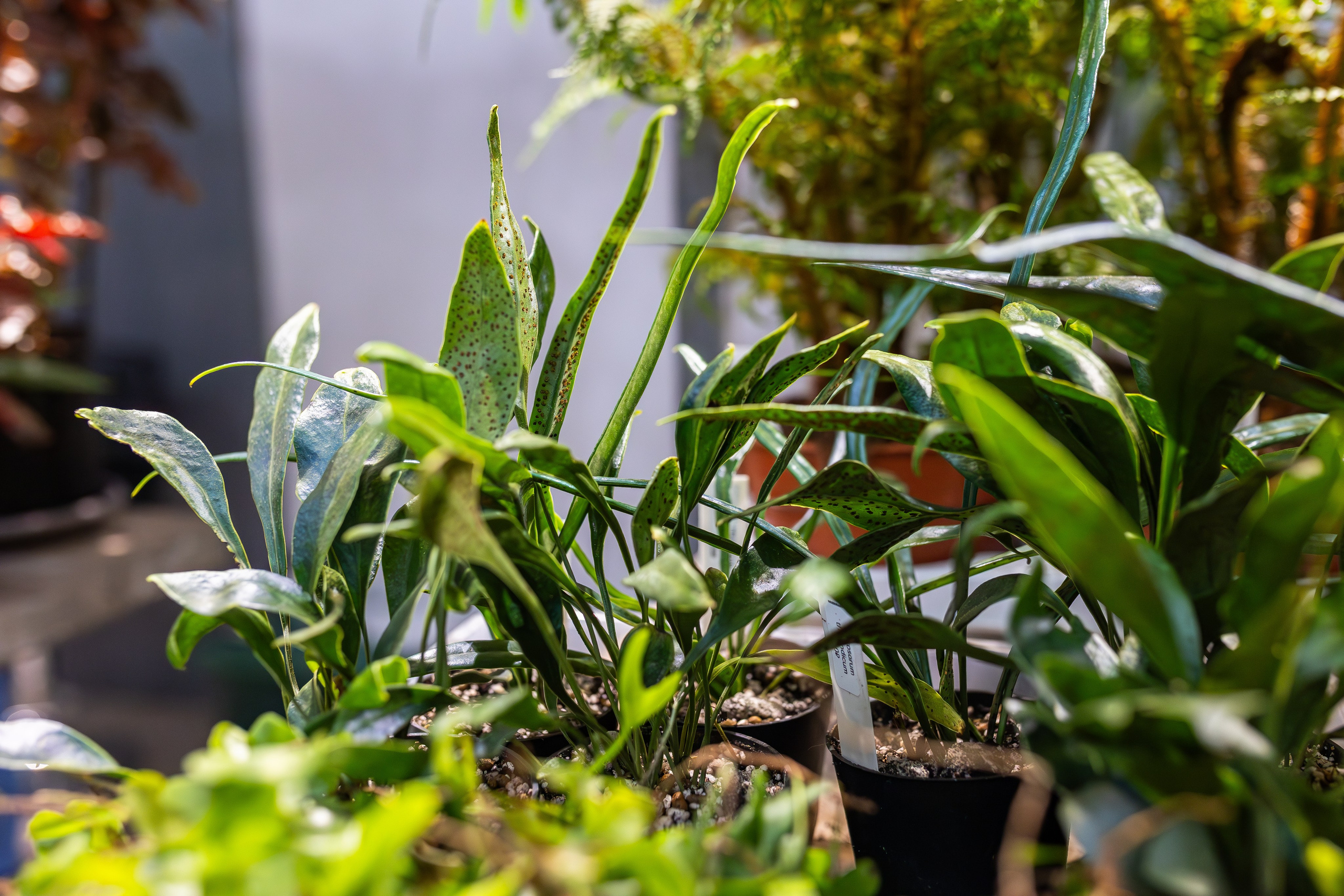 Ярмарка Green Rare 20.09.25. Александра Куликова фотограф, Москва