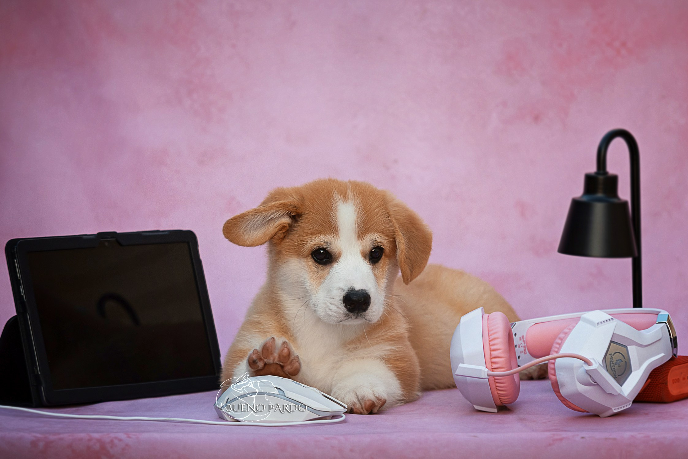 Щенки вельш корги пемброк из питомника. Питомник собак Акита, Хаски, Корги