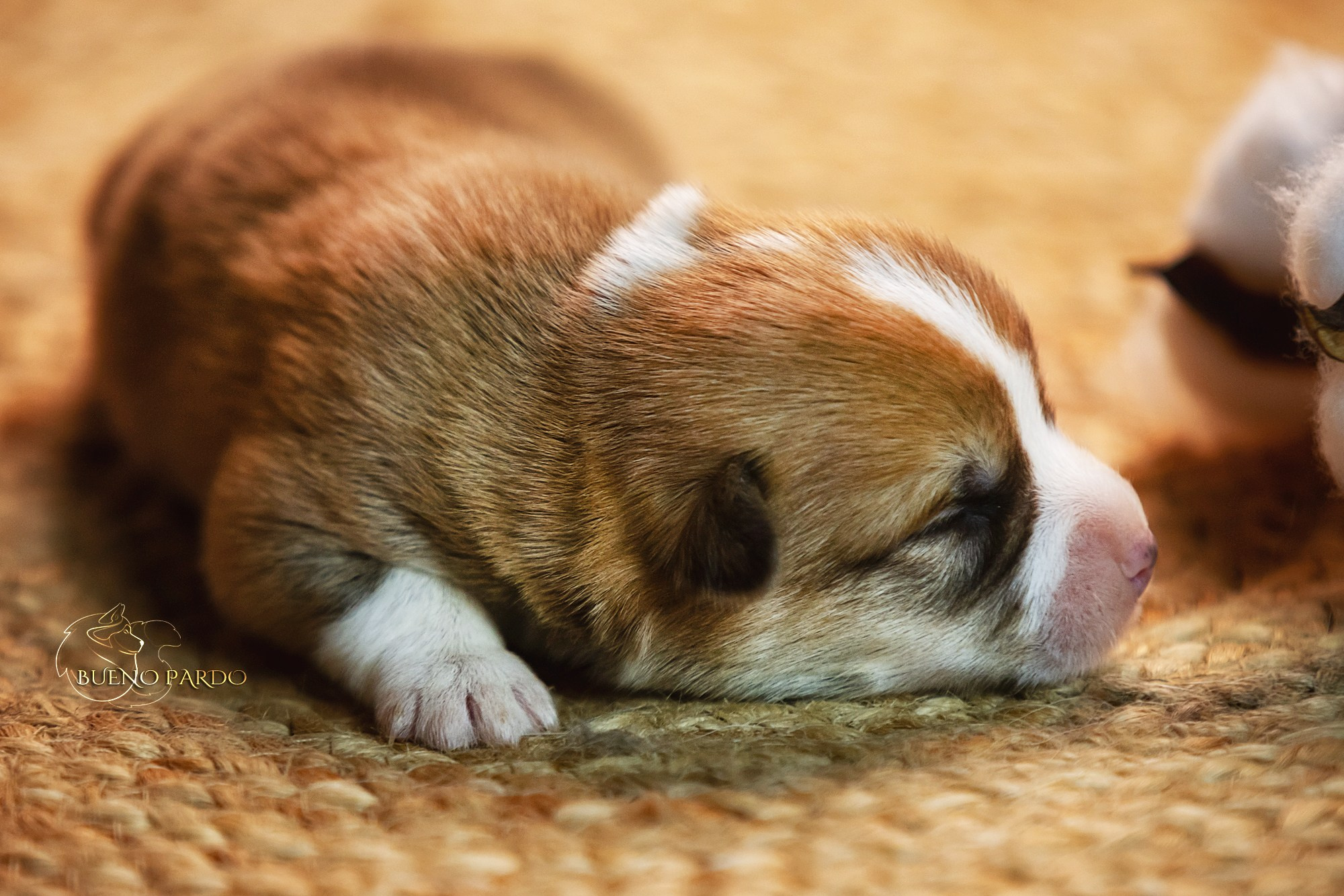 Щенки вельш корги пемброк из питомника. Питомник собак Акита, Хаски, Корги