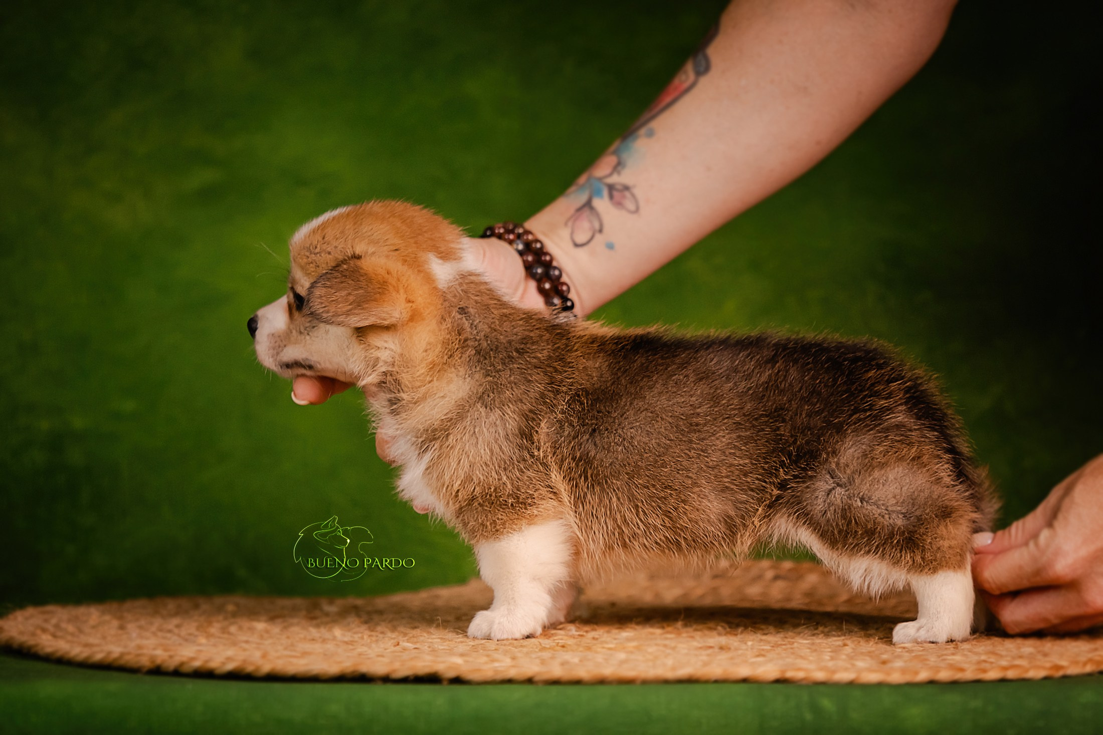 Щенки вельш корги пемброк из питомника. Питомник собак Акита, Хаски, Корги