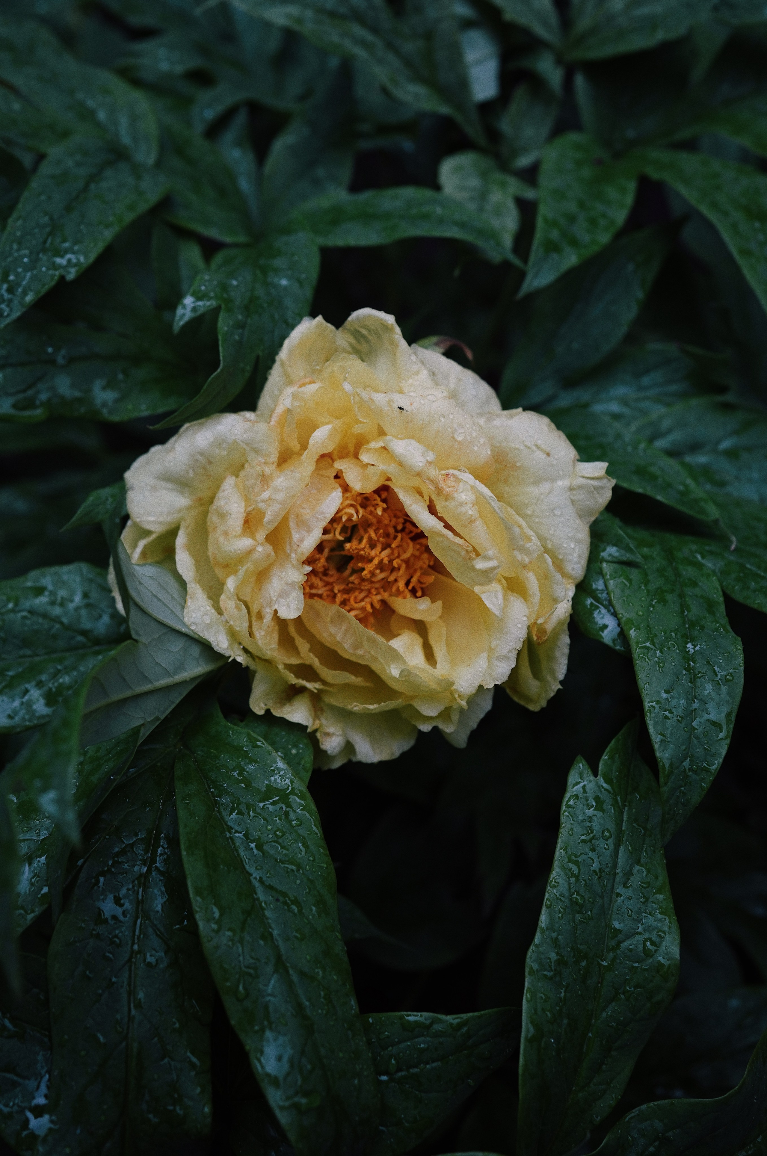 Botanical garden cards. Ксения Копна. Фотограф из Санкт-Петербурга