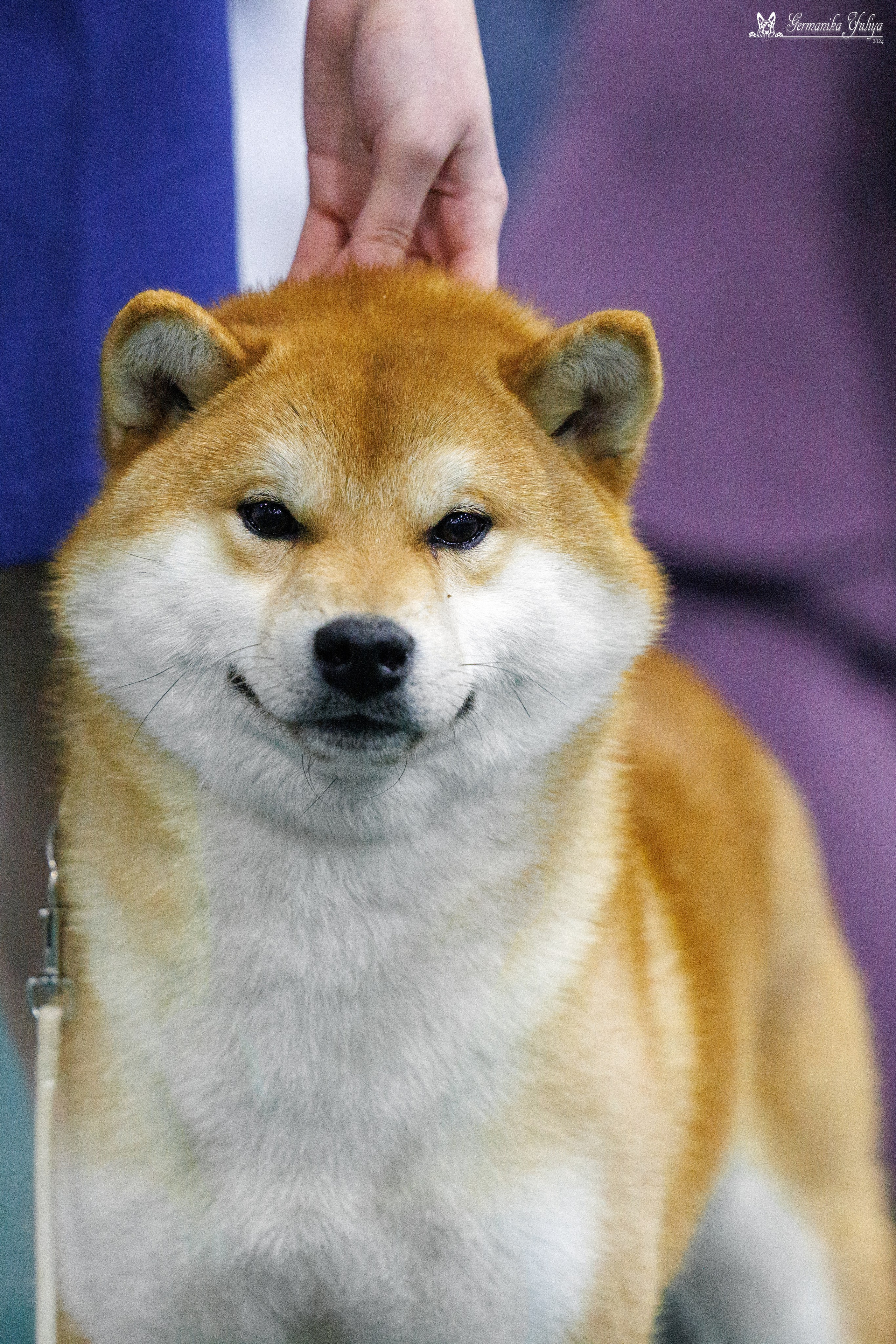 Сабанеевка 26-27.01.2024. Фотограф-анималист Юлия Германика